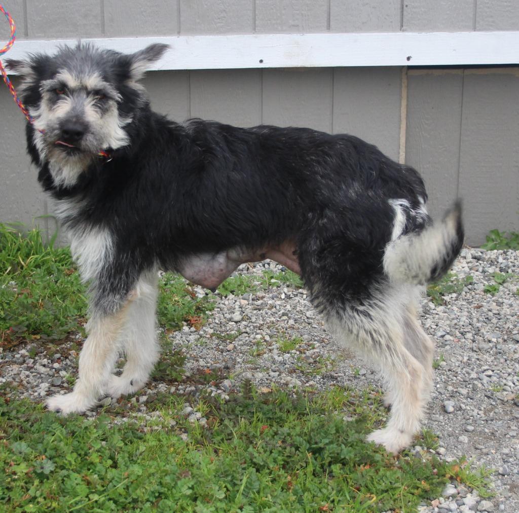 Grenada, Adoptable, Adult Female Terrier & Mixed Breed.