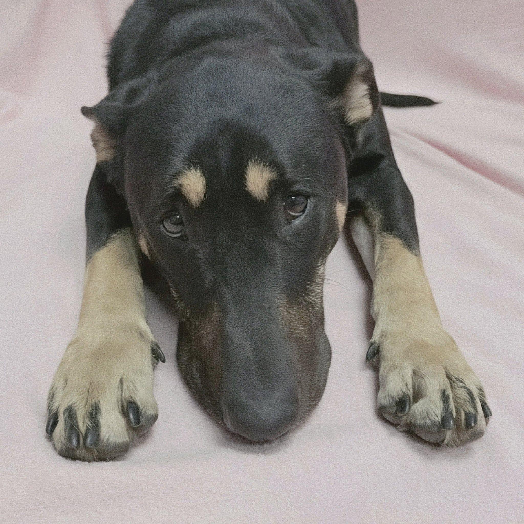 Enlarge Molly, a Adoptable mixed breed in Frankfort, IN image 2/5