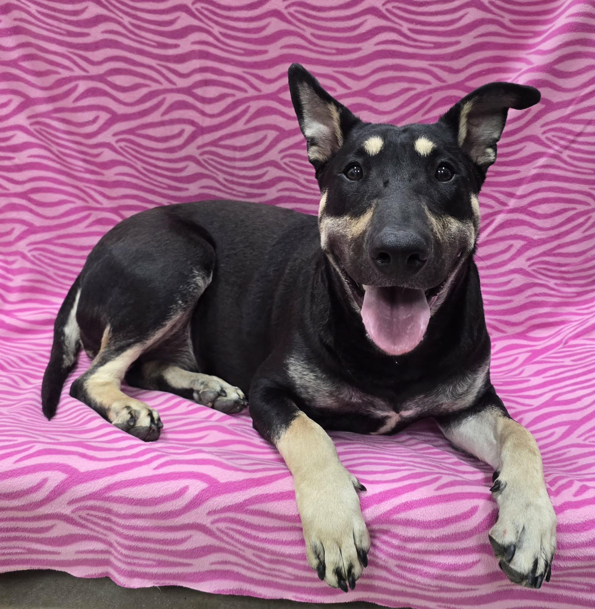 Molly, a ADOPTABLE mixed breed in Frankfort, IN image 3/4