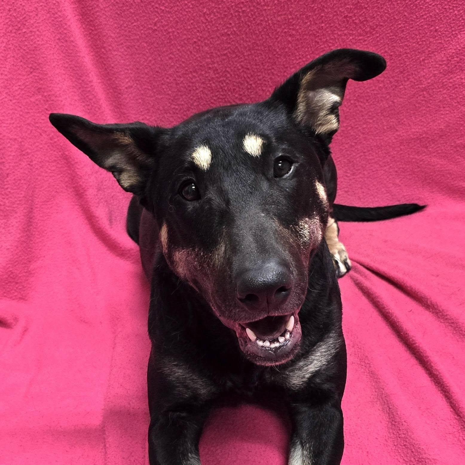 Enlarge Molly, a Adoptable mixed breed in Frankfort, IN image 1/5