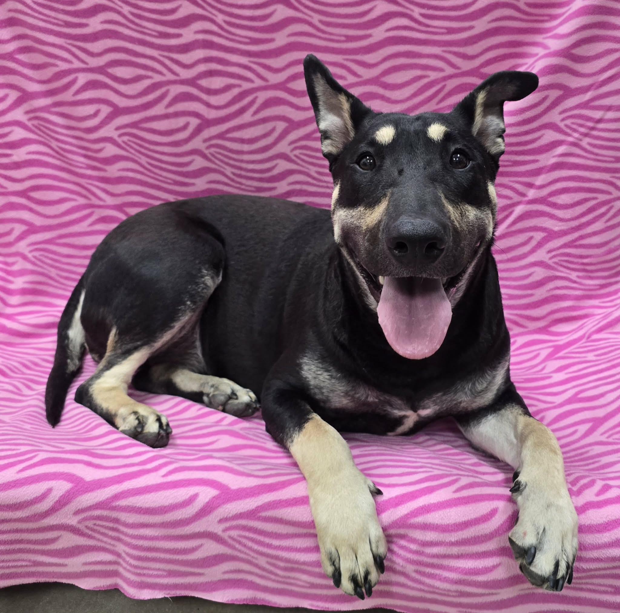 Molly, a ADOPTABLE mixed breed in Frankfort, IN image 2/4