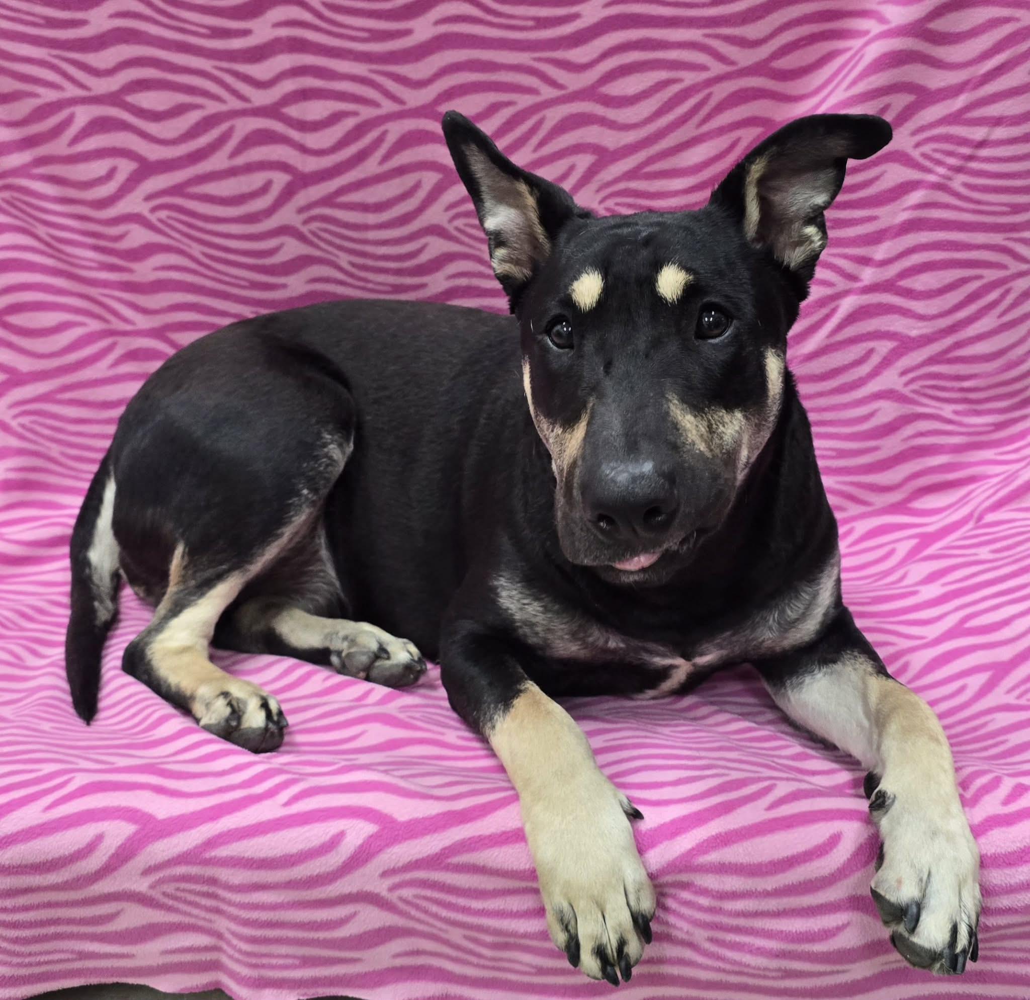 Molly, a ADOPTABLE mixed breed in Frankfort, IN image 4/4
