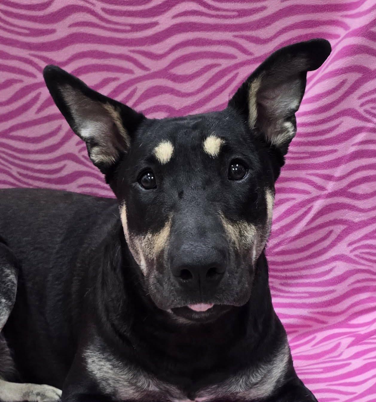 Molly, a ADOPTABLE mixed breed in Frankfort, IN image 1/4