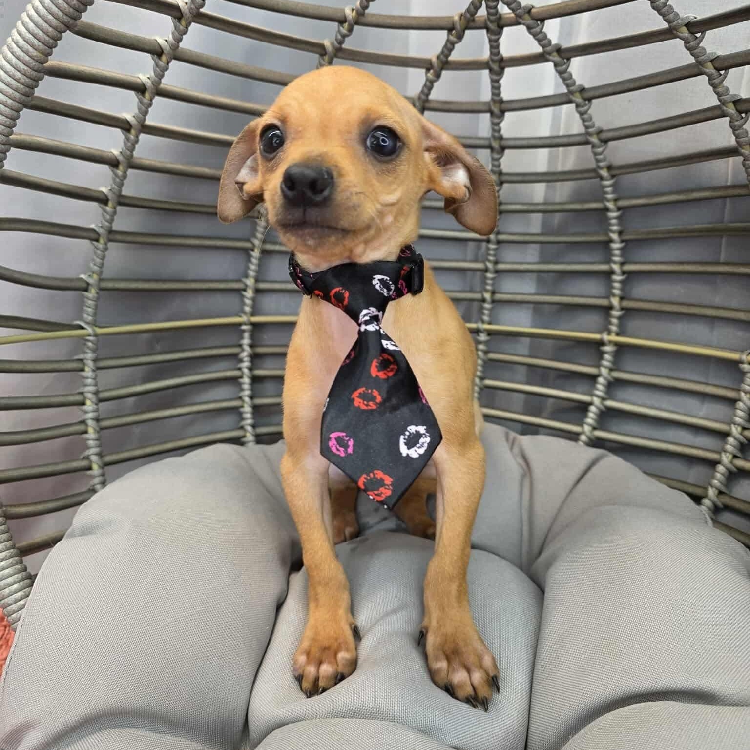 Chico, Adoptable, Puppy Male Chihuahua.