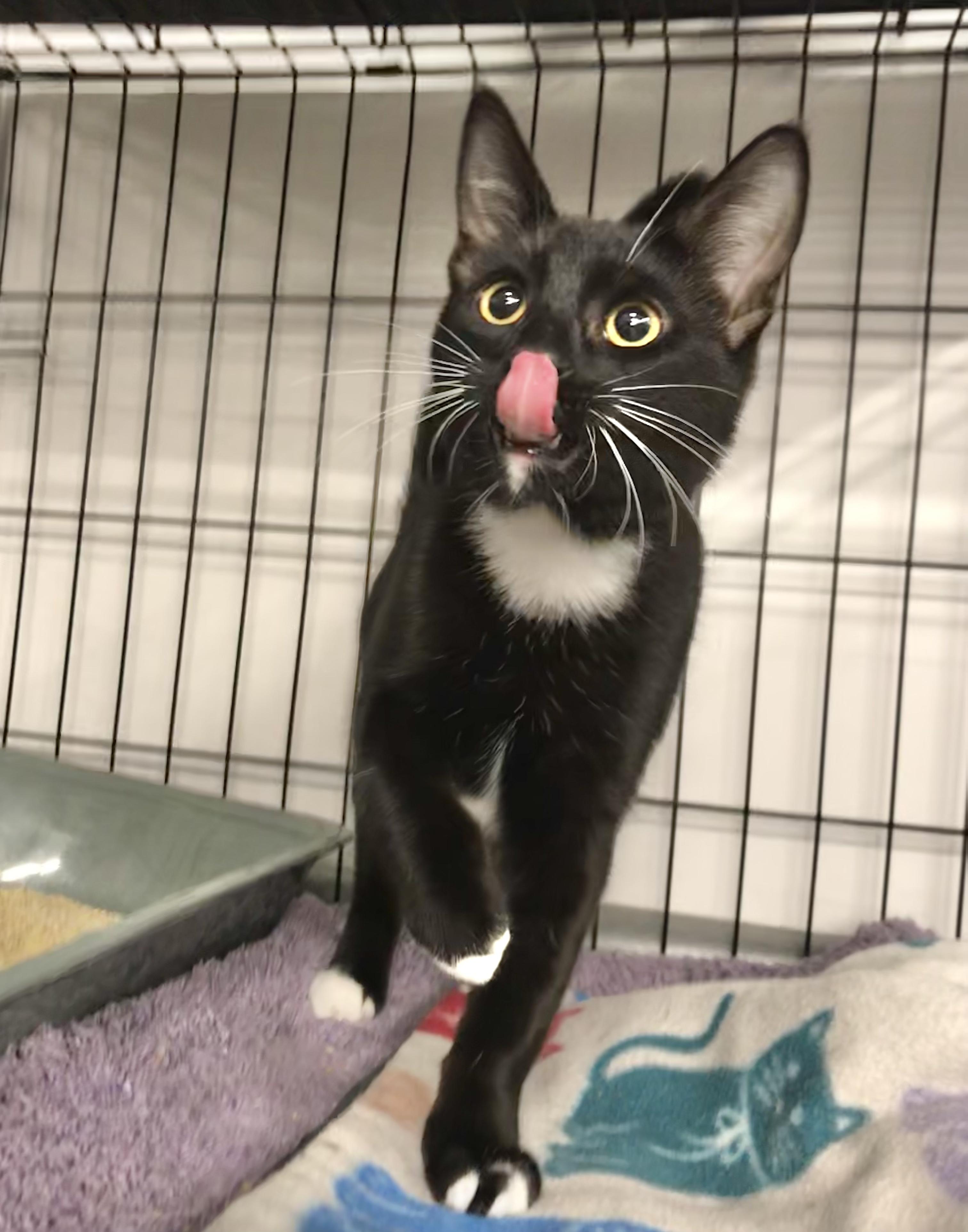 Miro — thumbnail 4