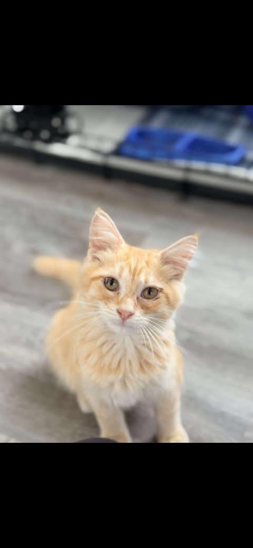 Enlarge George, a Adoptable Domestic Medium Hair in Waveland, IN image 1/3