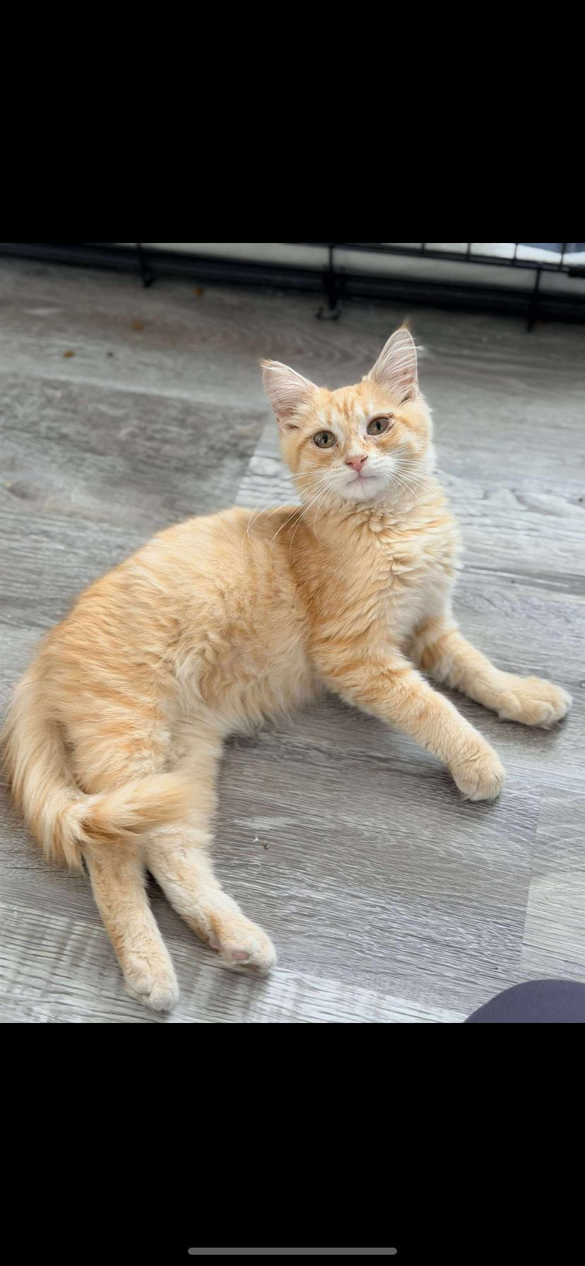 Enlarge George, a Adoptable Domestic Medium Hair in Waveland, IN image 2/3