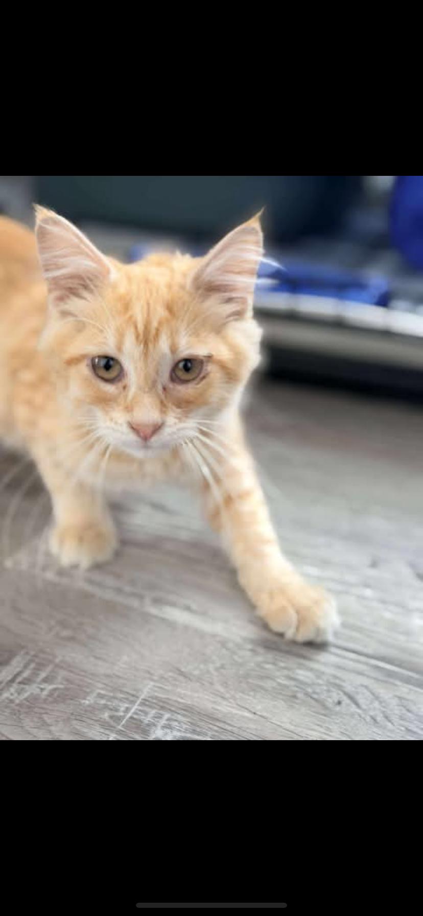 Enlarge George, a Adoptable Domestic Medium Hair in Waveland, IN image 3/3