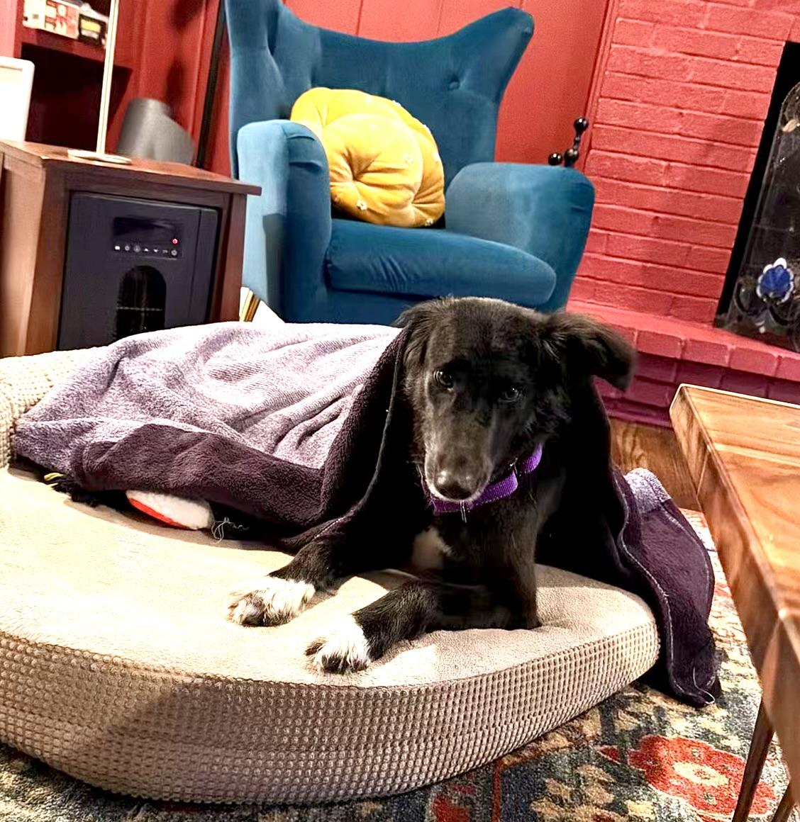 Enlarge Amara, a ADOPTABLE Saluki in Parkton, MD image 3/4