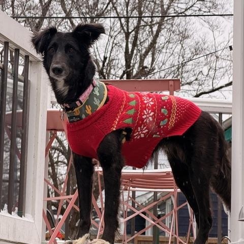 Enlarge Amara, a ADOPTABLE Saluki in Parkton, MD image 1/4