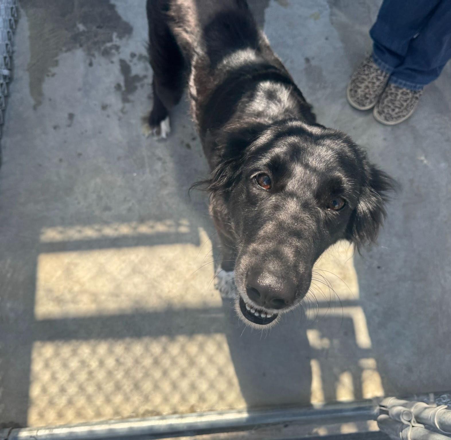 Enlarge Amara, a ADOPTABLE Saluki in Parkton, MD image 2/4