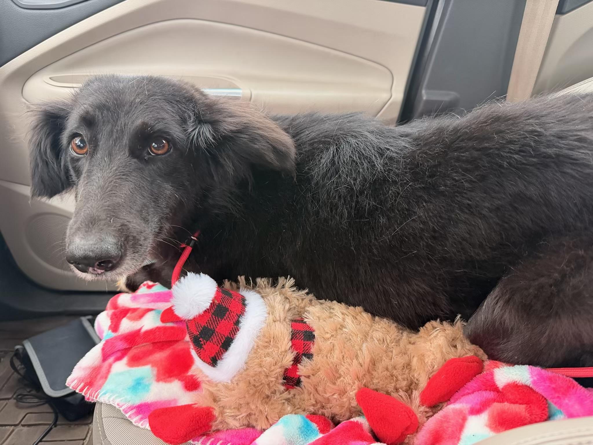 Enlarge Amara, a ADOPTABLE Saluki in Parkton, MD image 4/4