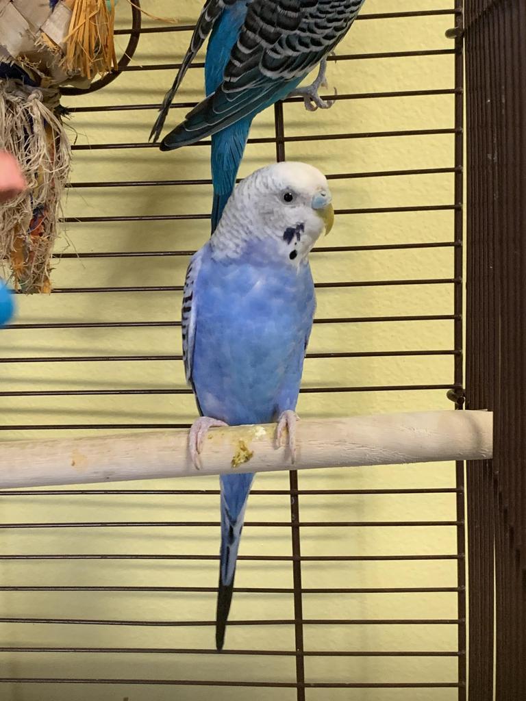 Dawson / Budgie Schuyler, Adoptable, Adult Male Budgie / Budgerigar.