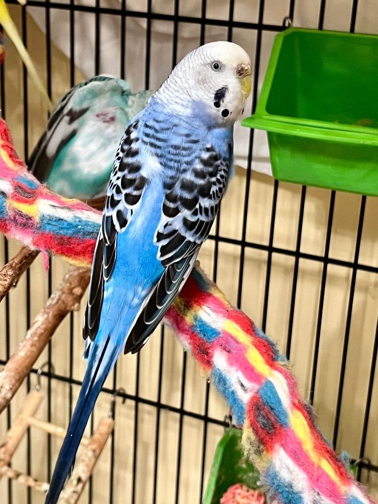 Enlarge Dawson / Budgie Schuyler, a Adoptable Budgie / Budgerigar in Indianapolis, IN image 3/4