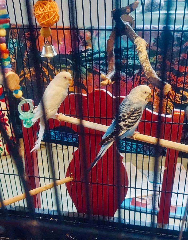 Enlarge Dawson / Budgie Schuyler, a Adoptable Budgie / Budgerigar in Indianapolis, IN image 4/4