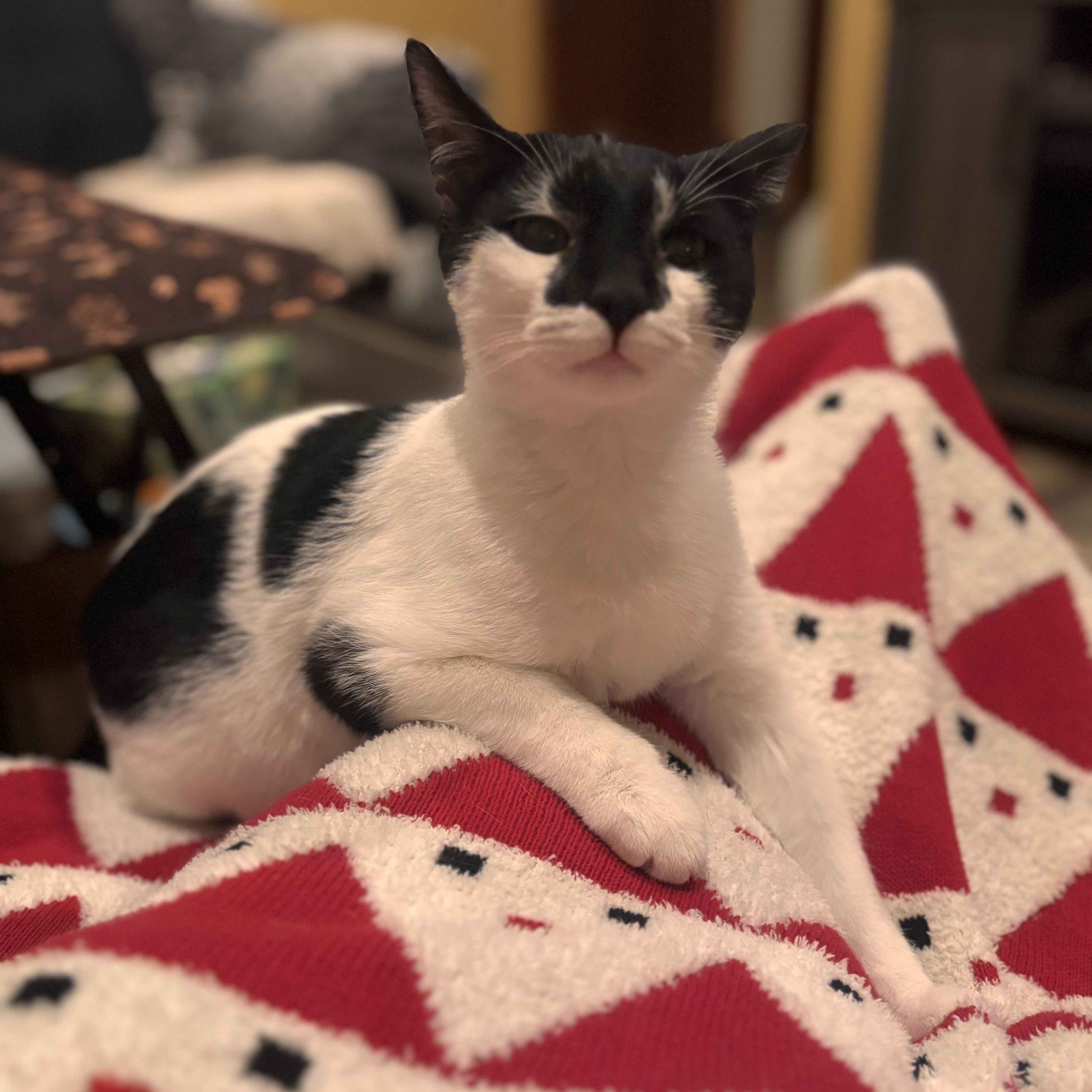 Enlarge Sputnik , a ADOPTABLE Domestic Short Hair in Sewell, NJ image 2/4