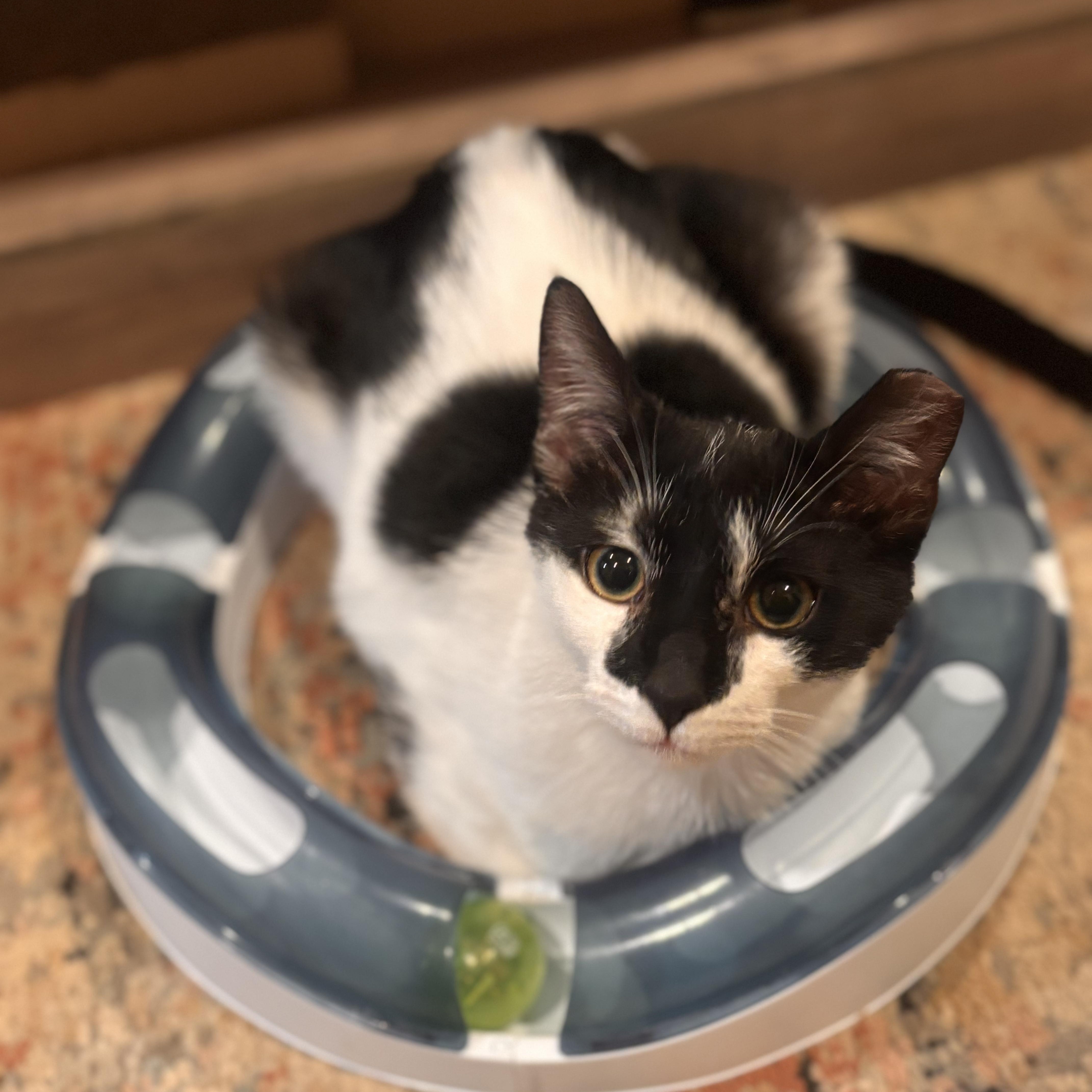 Enlarge Sputnik , a ADOPTABLE Domestic Short Hair in Sewell, NJ image 3/4