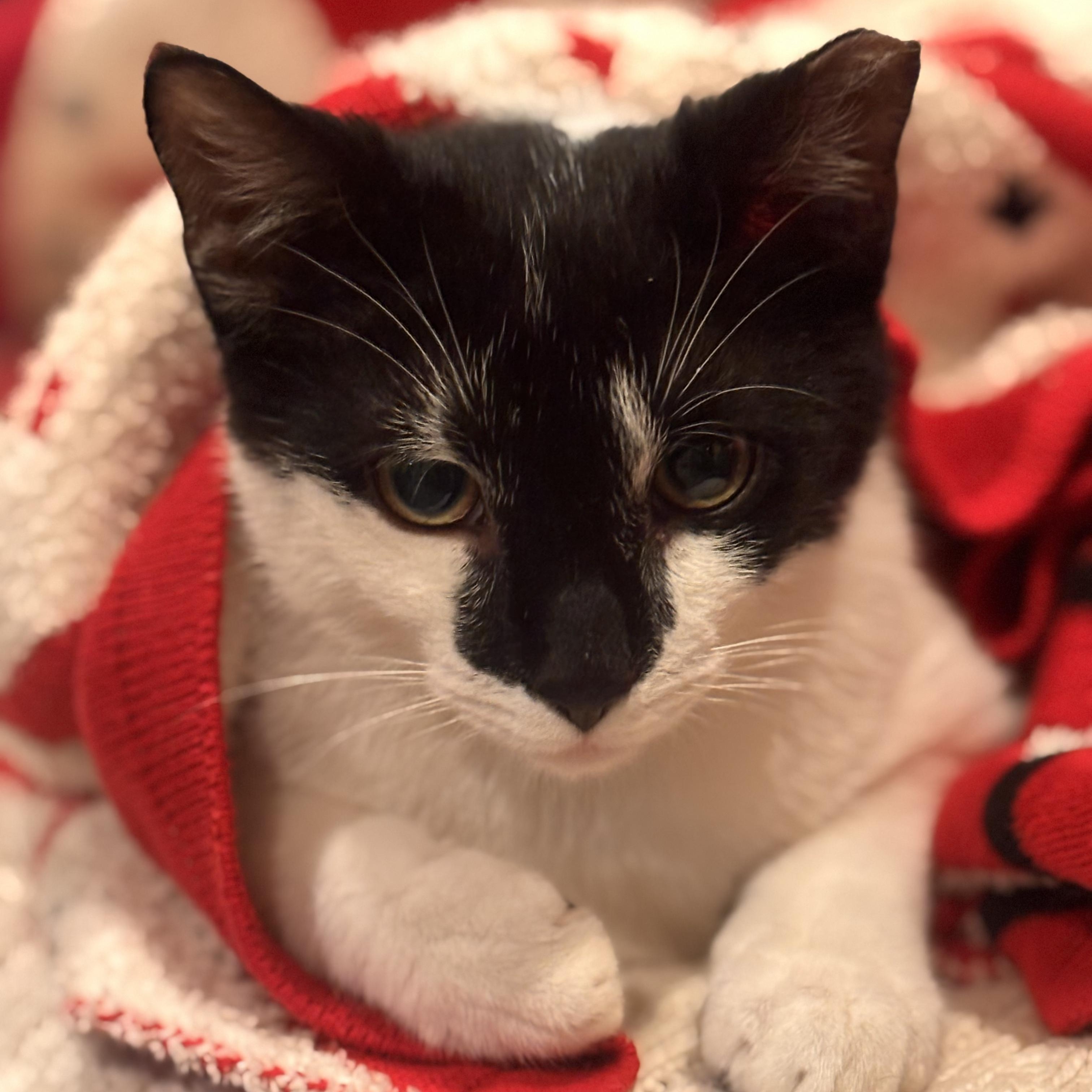 Enlarge Sputnik , a ADOPTABLE Domestic Short Hair in Sewell, NJ image 1/4