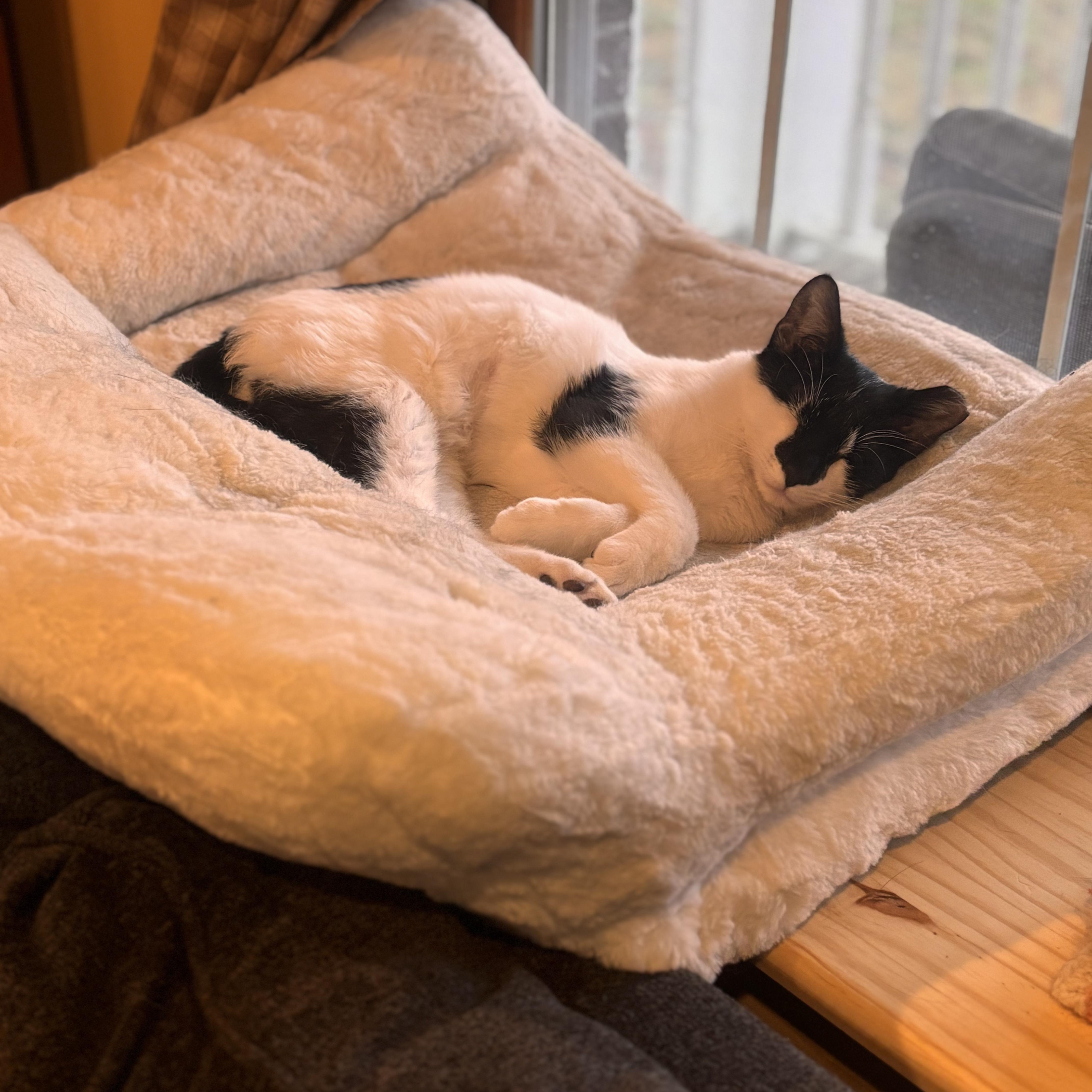 Enlarge Sputnik , a ADOPTABLE Domestic Short Hair in Sewell, NJ image 4/4