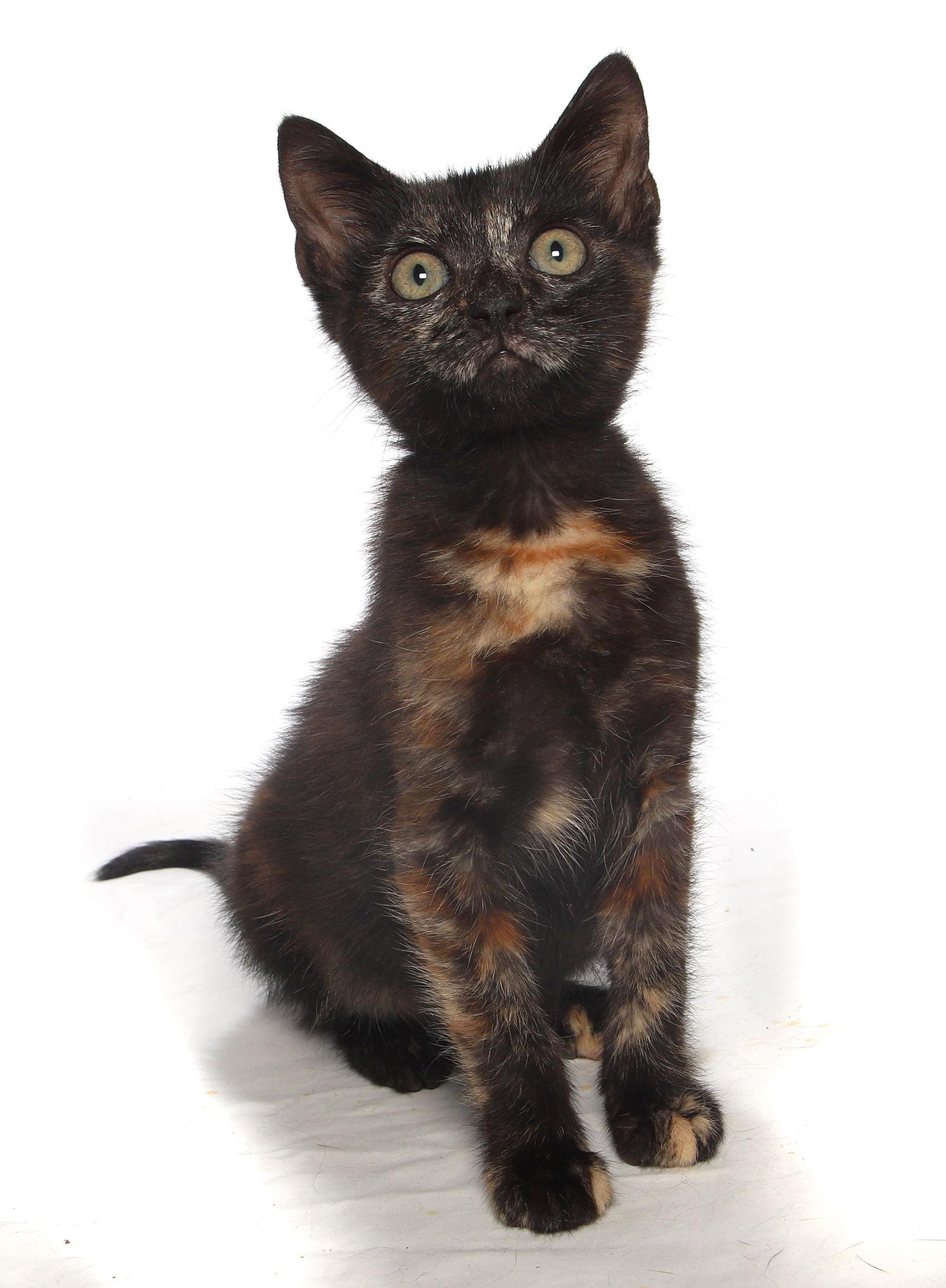 Seinna  - center lobby, Adoptable, Kitten Female Domestic Short Hair.