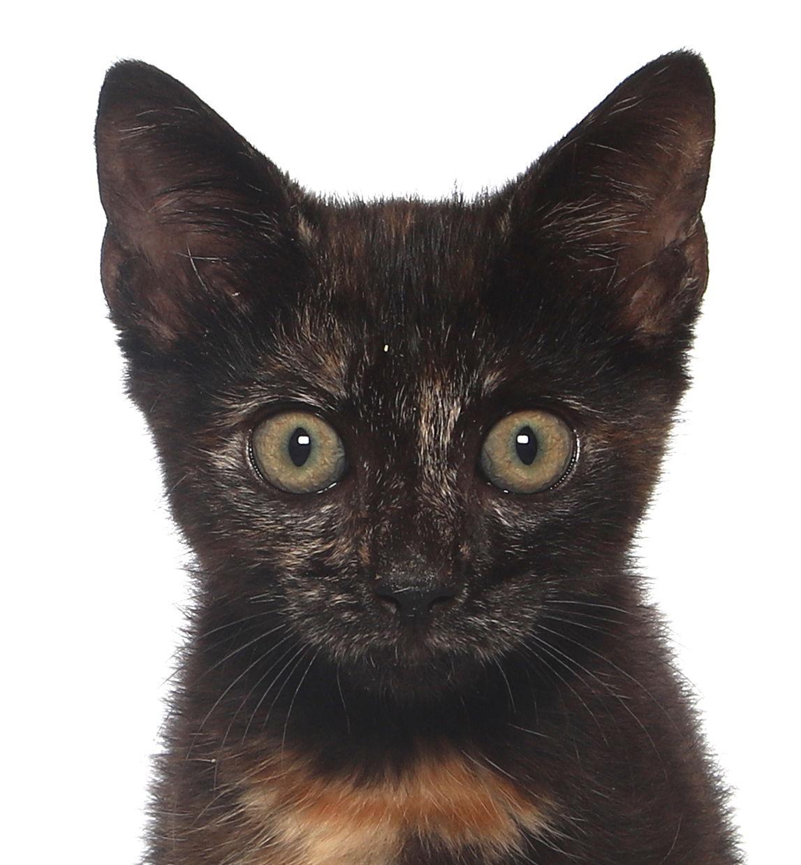 Enlarge Seinna  - center lobby, a Adoptable Domestic Short Hair in Oakland Park, FL image 1/6