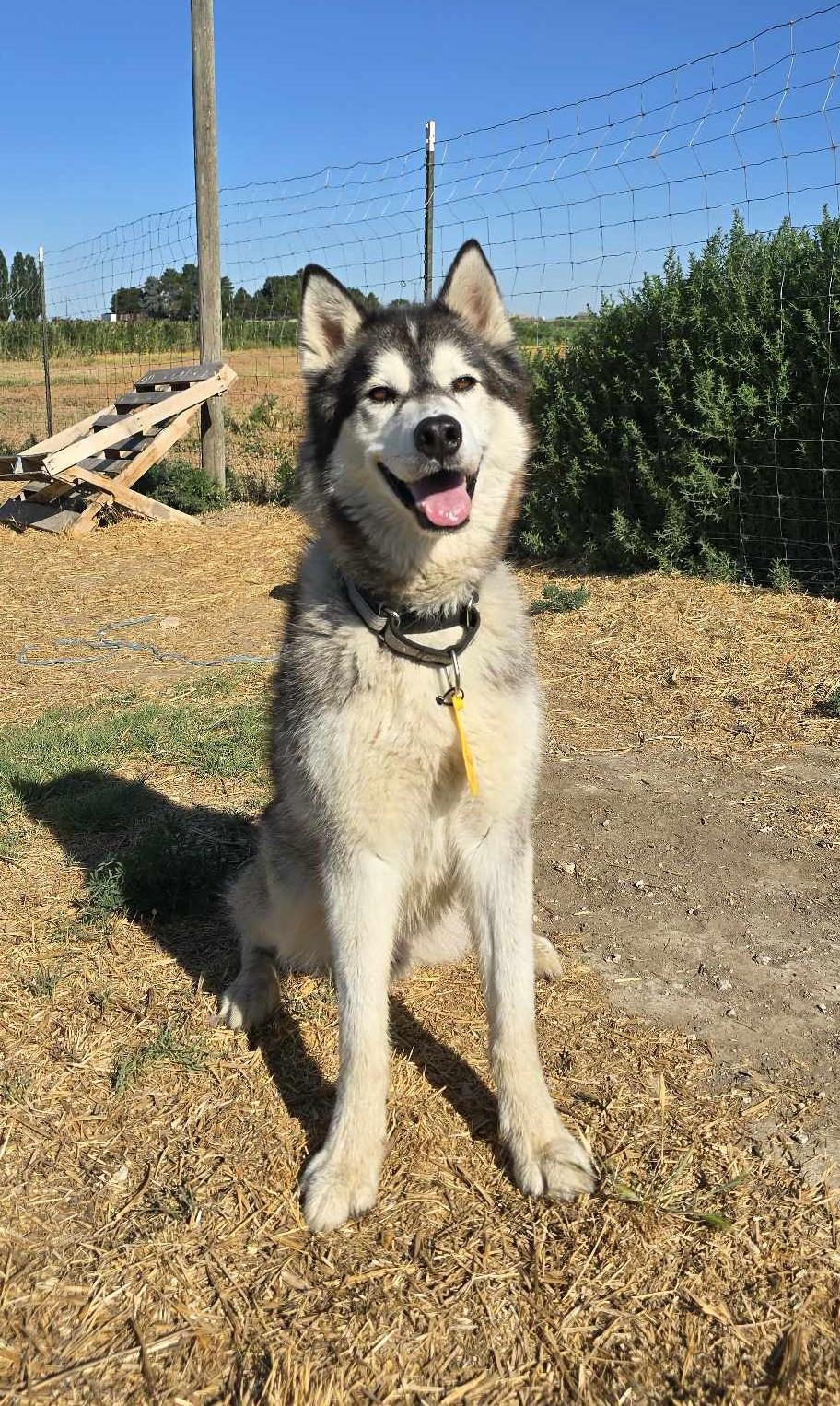 Enlarge Firework, a ADOPTABLE Husky in Othello, WA image 2/4