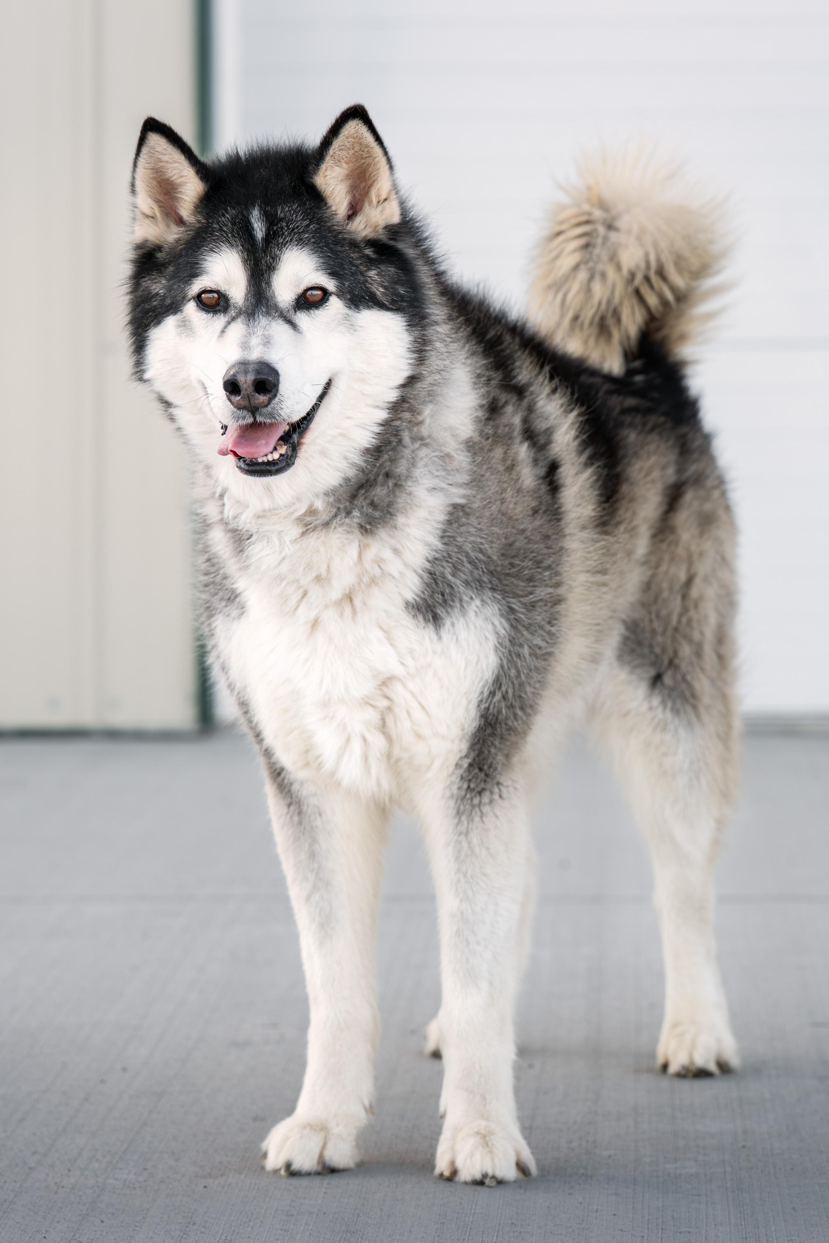 Enlarge Firework, a ADOPTABLE Husky in Othello, WA image 5/6