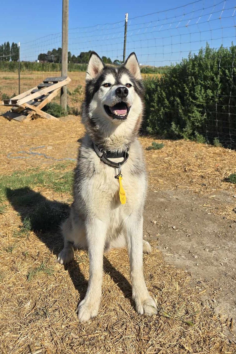 Enlarge Firework, a ADOPTABLE Husky in Othello, WA image 4/4