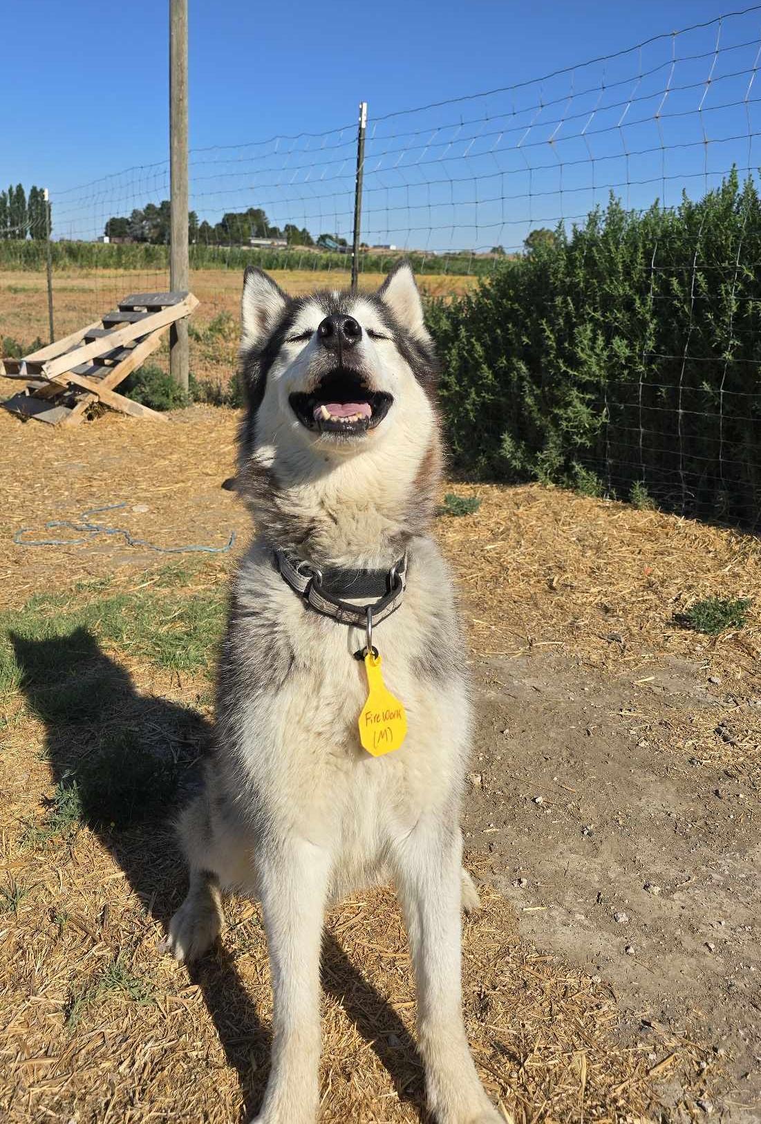 Enlarge Firework, a ADOPTABLE Husky in Othello, WA image 3/4