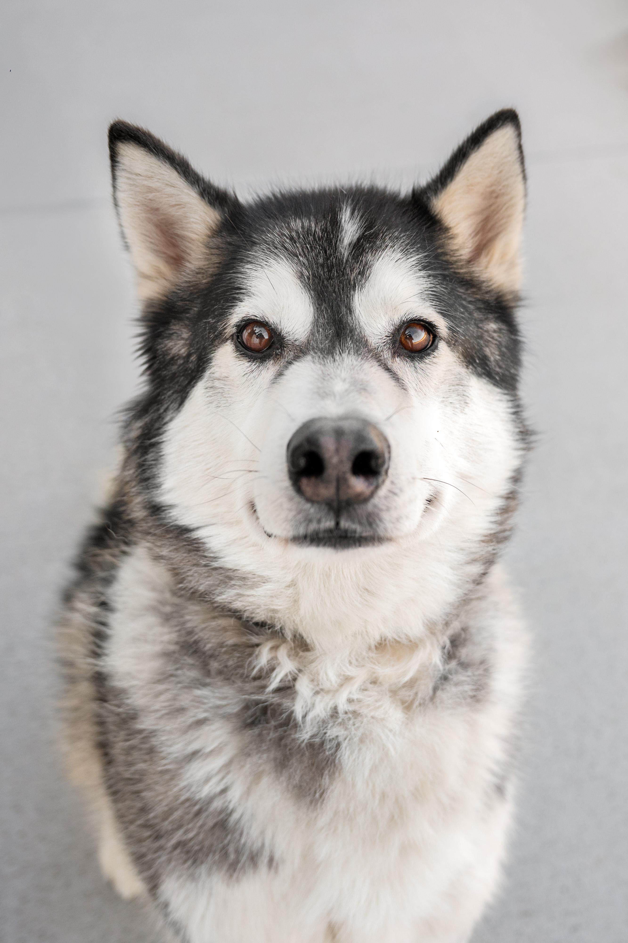 Enlarge Firework, a ADOPTABLE Husky in Othello, WA image 6/6