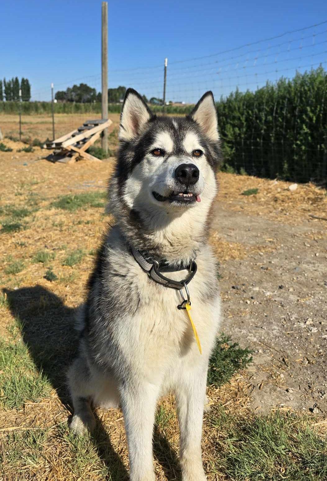 Firework, ADOPTABLE, Adult Male Husky.