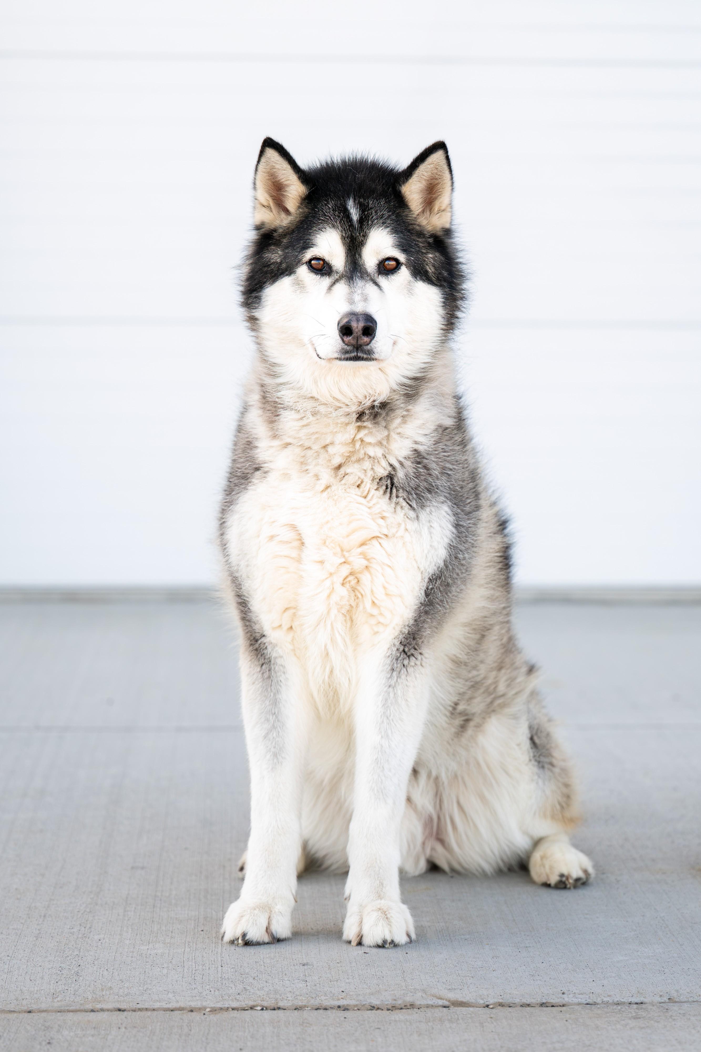 Firework, ADOPTABLE, Adult Male Husky.