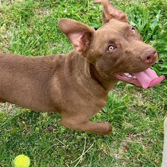 Fudge - new pics! photo 2