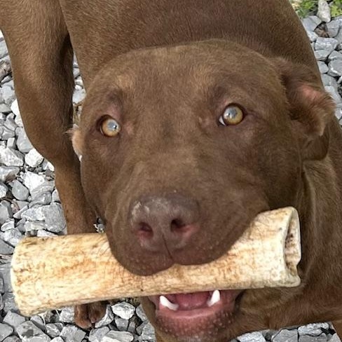 Fudge - new pics! photo 4