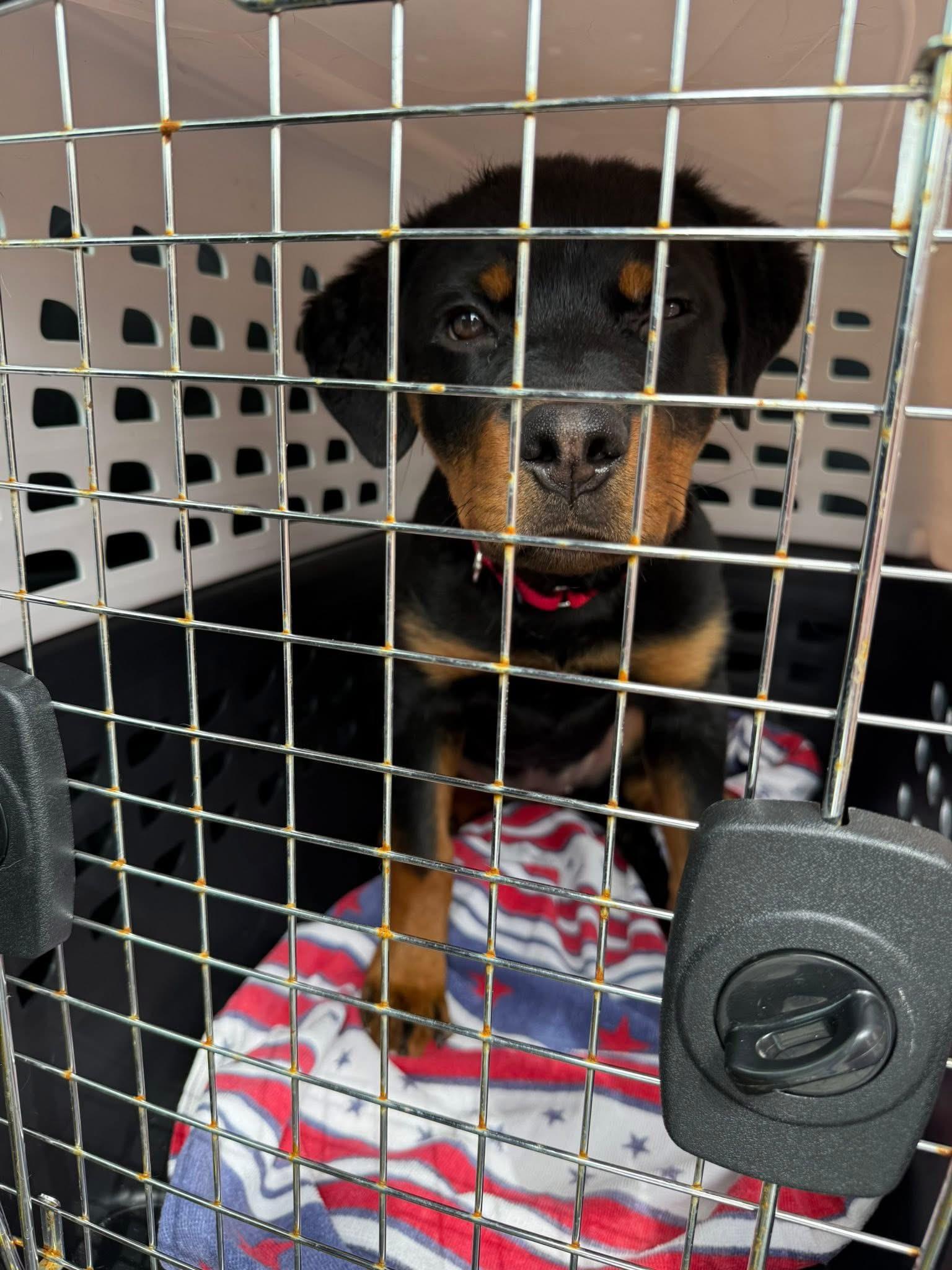 Enlarge Remi, a ADOPTABLE mixed breed in Jackson , NJ image 4/6