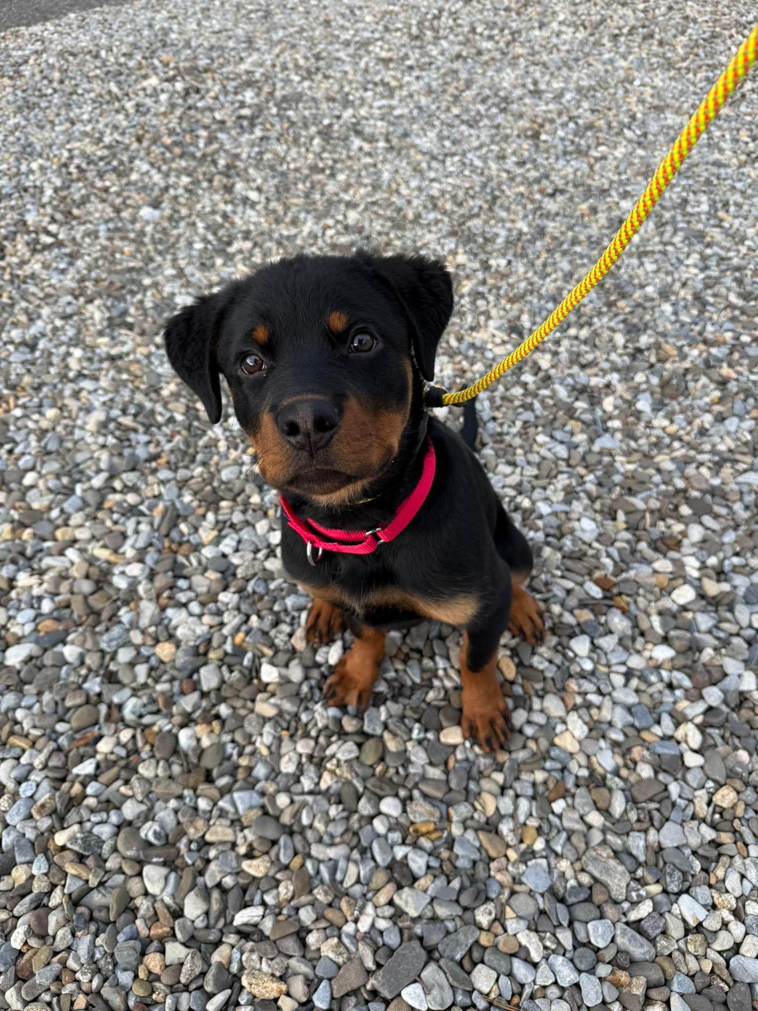 Enlarge Remi, a ADOPTABLE mixed breed in Jackson , NJ image 3/6