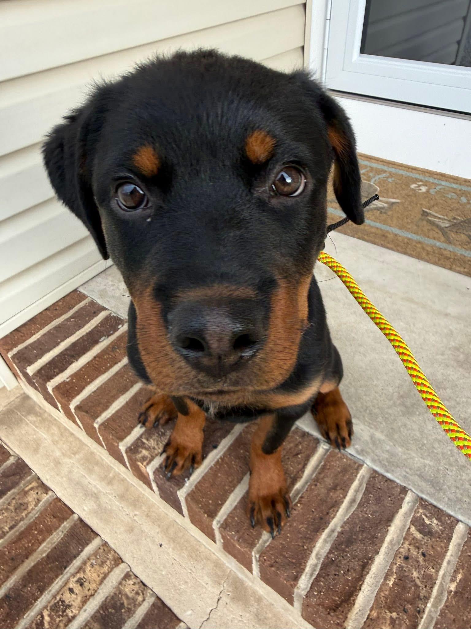 Enlarge Remi, a ADOPTABLE mixed breed in Jackson , NJ image 6/6