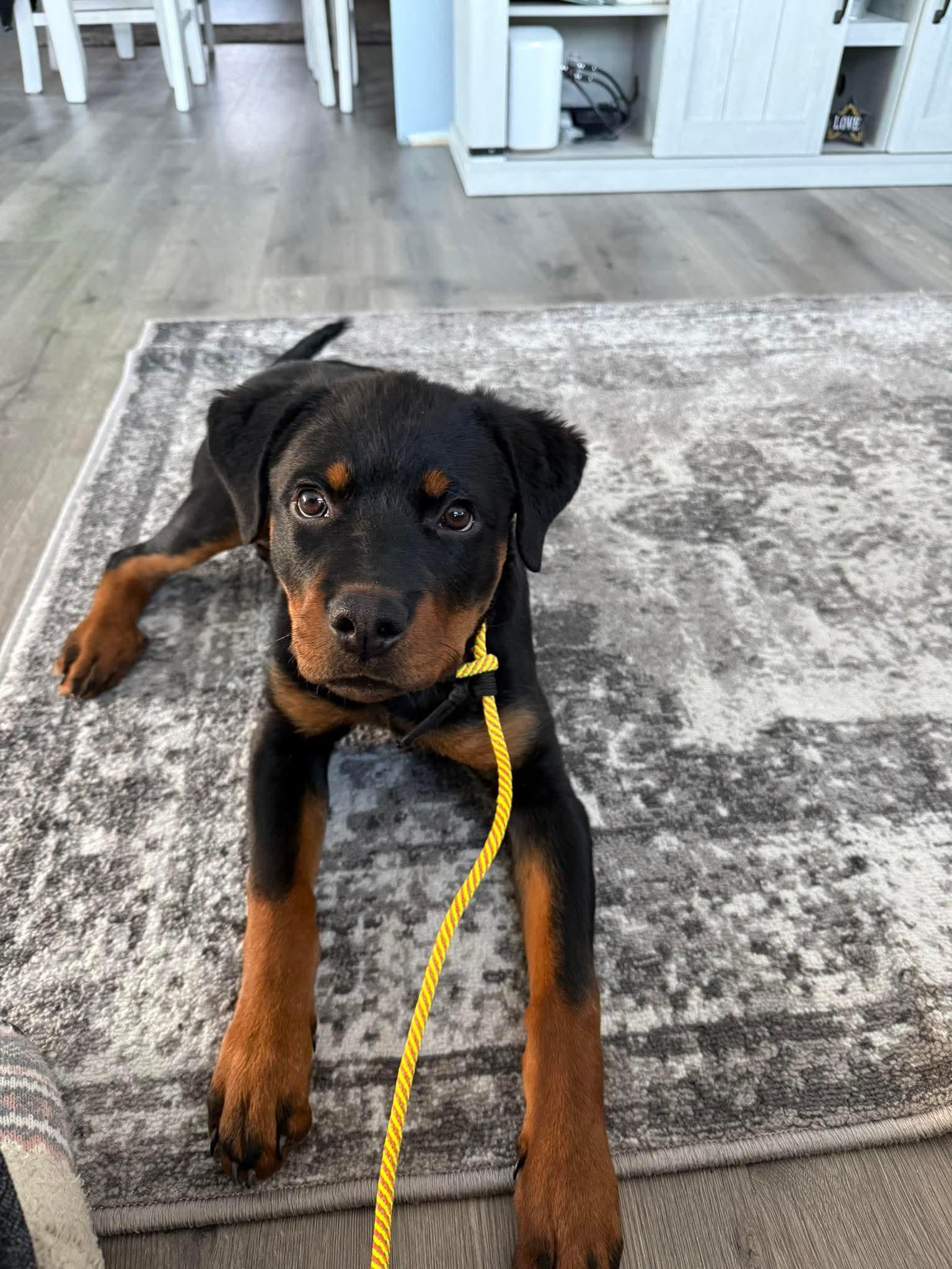 Enlarge Remi, a ADOPTABLE mixed breed in Jackson , NJ image 2/6