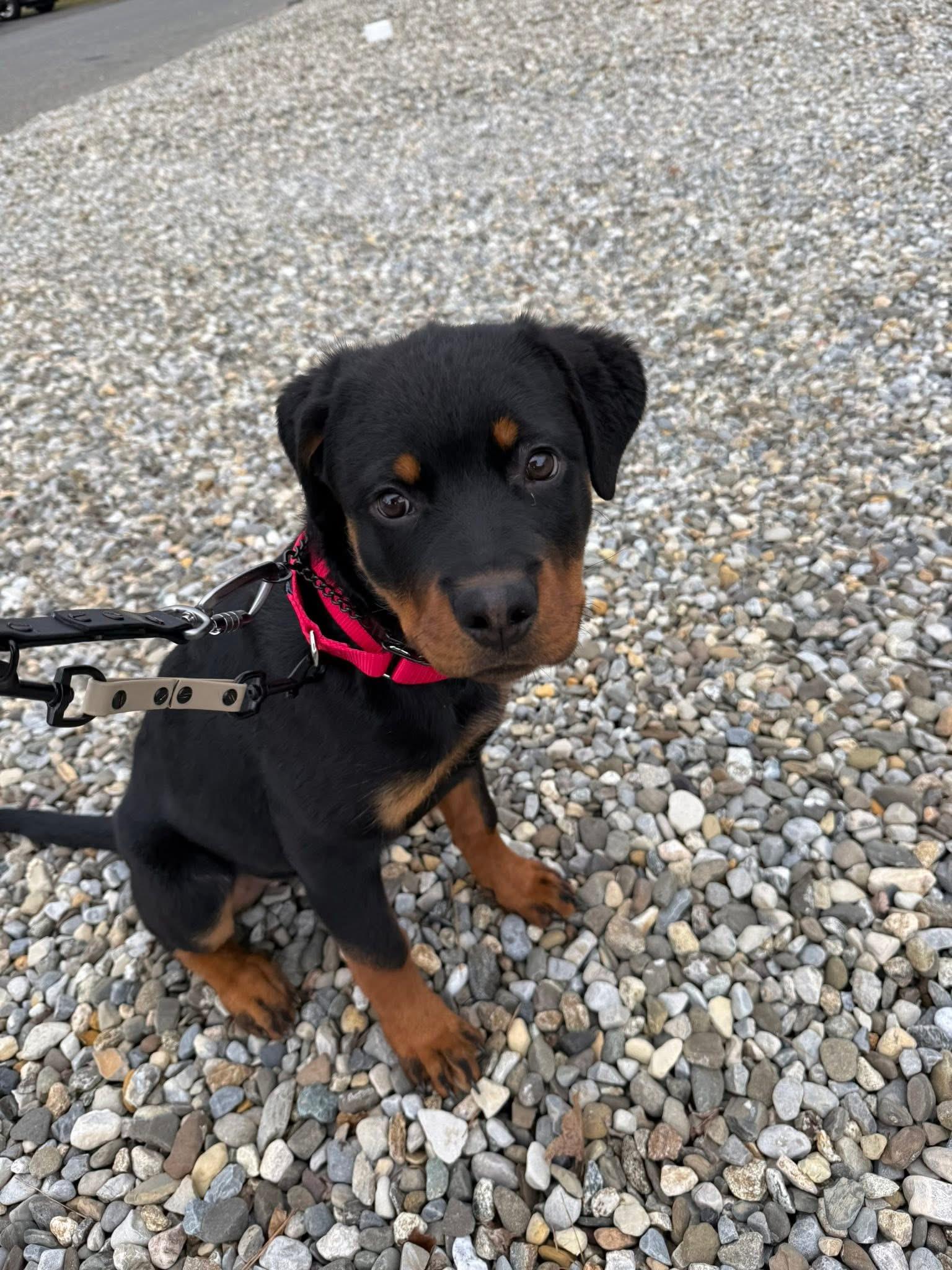 Enlarge Remi, a ADOPTABLE mixed breed in Jackson , NJ image 5/6