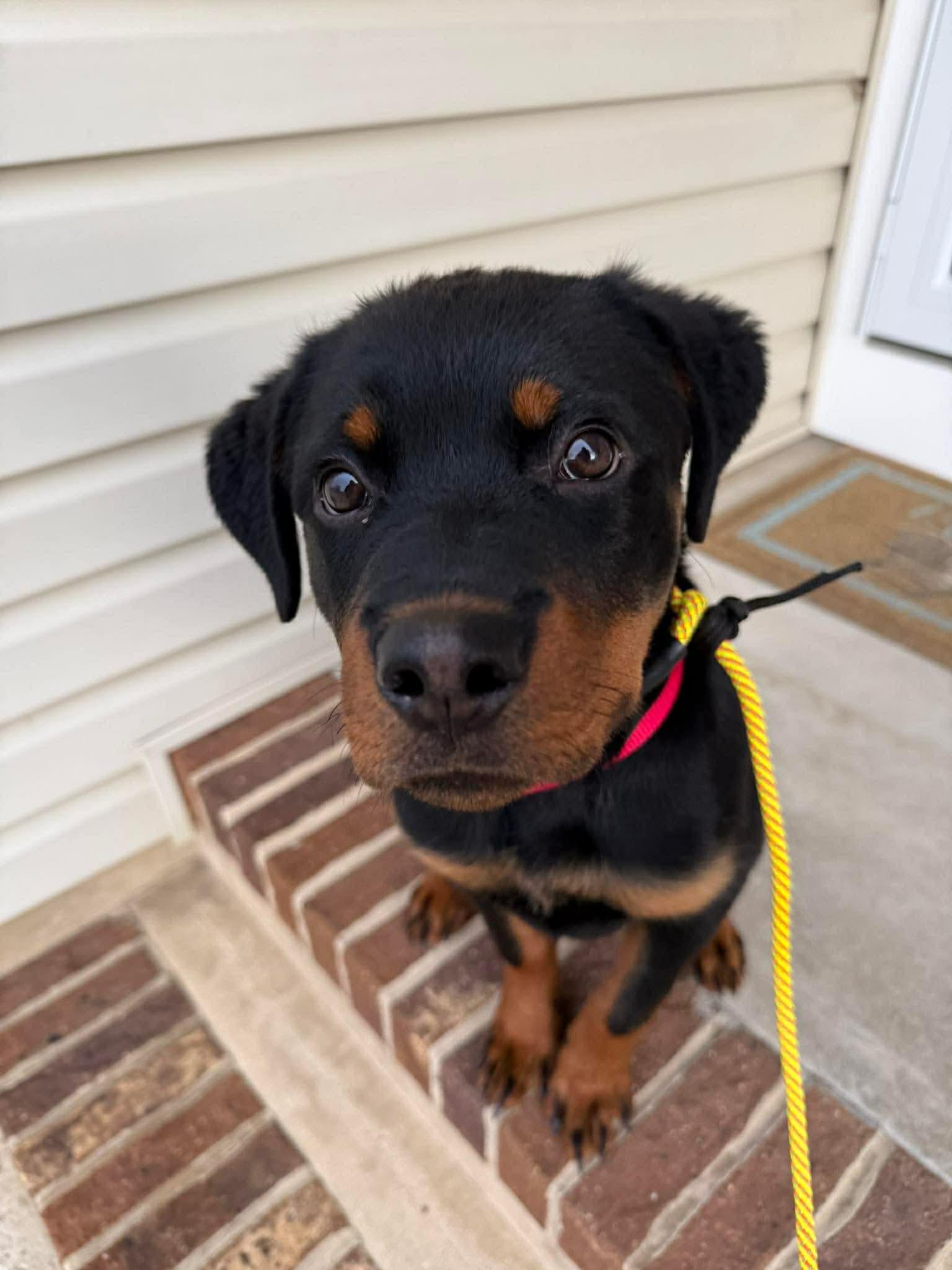 Enlarge Remi, a ADOPTABLE mixed breed in Jackson , NJ image 1/6
