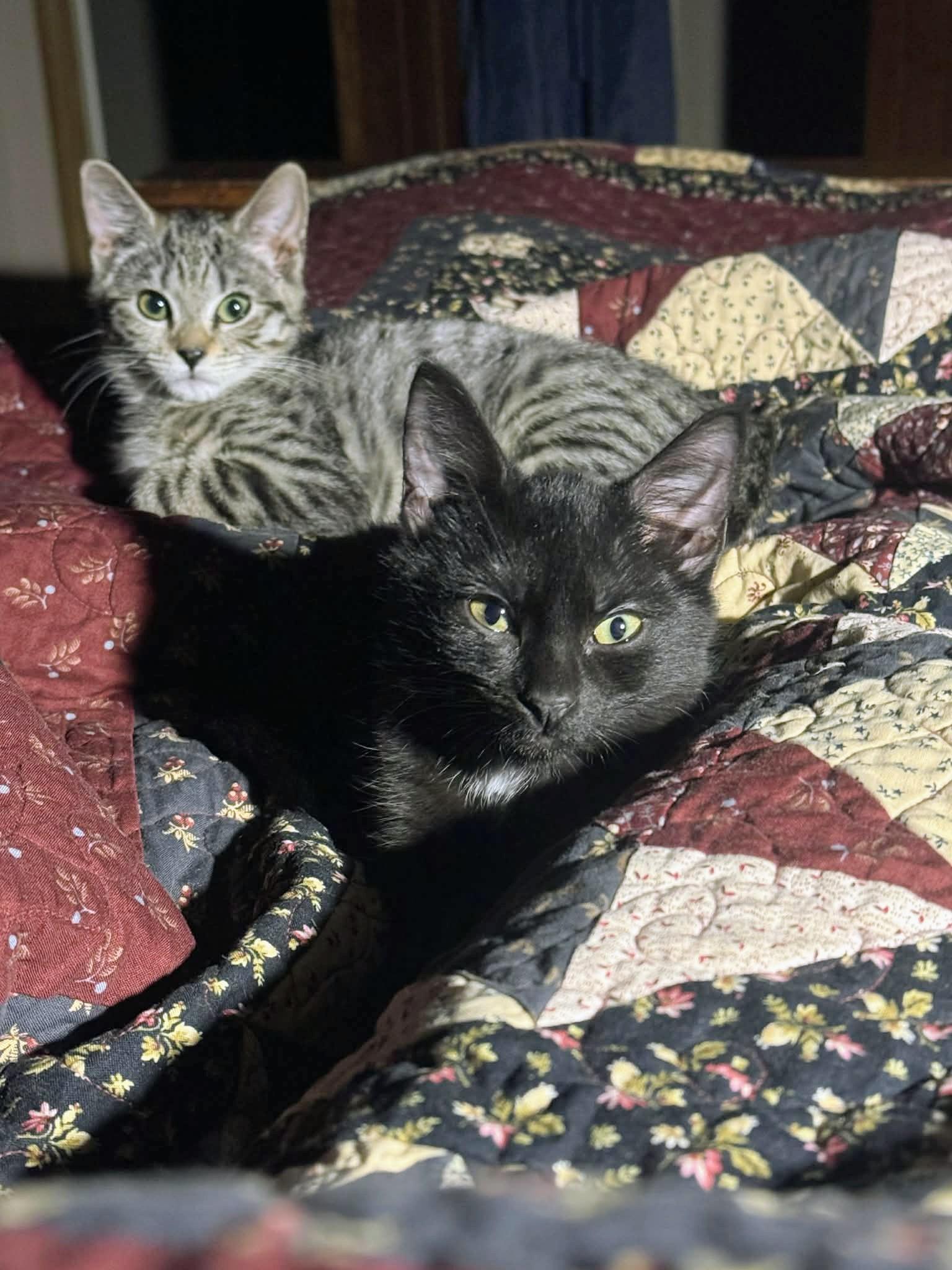 Aurora Kitten, Adoptable, Kitten Female Domestic Short Hair.