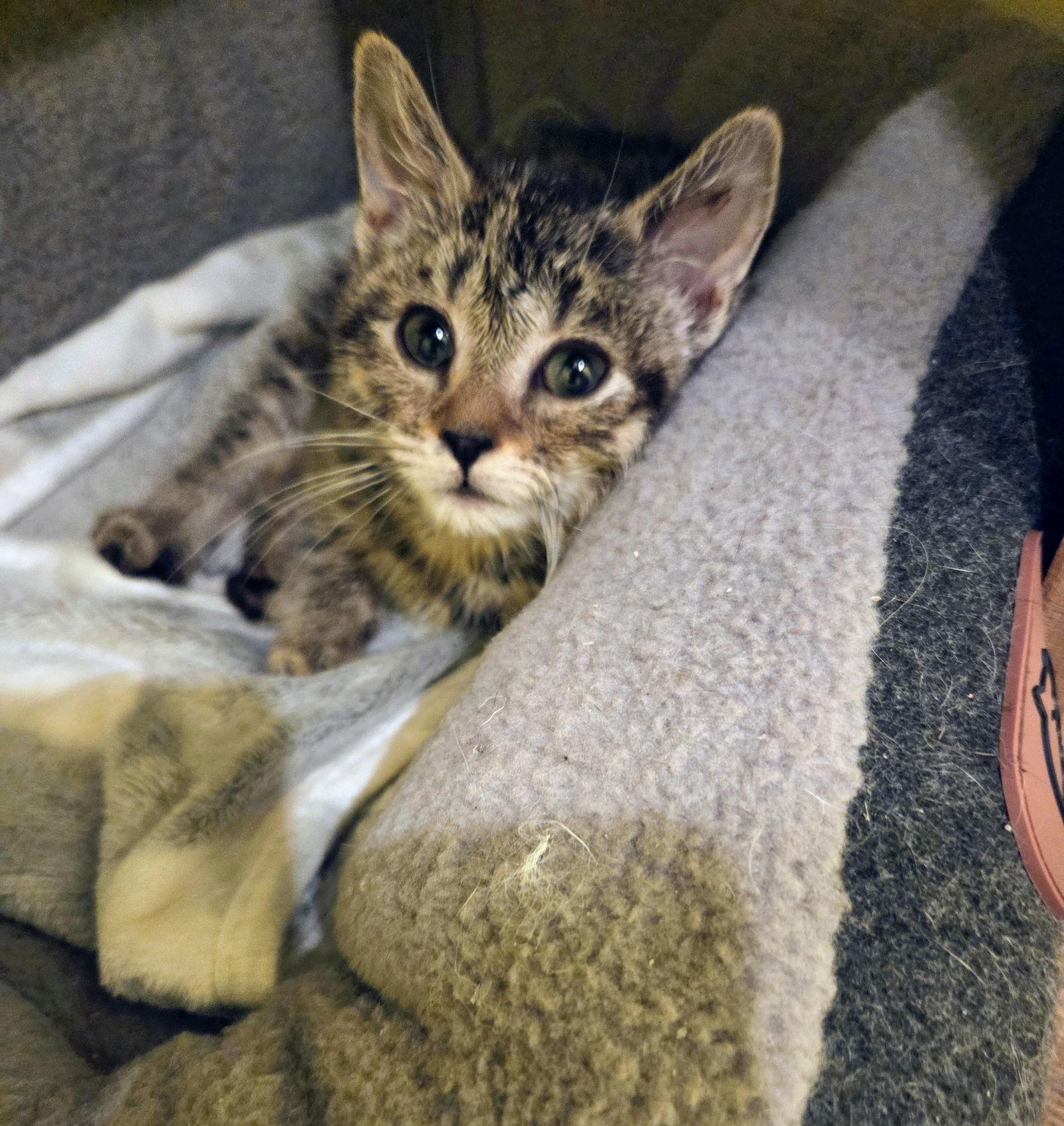 Aurora Kitten, a Adoptable Domestic Short Hair in Allentown, PA image 2/3