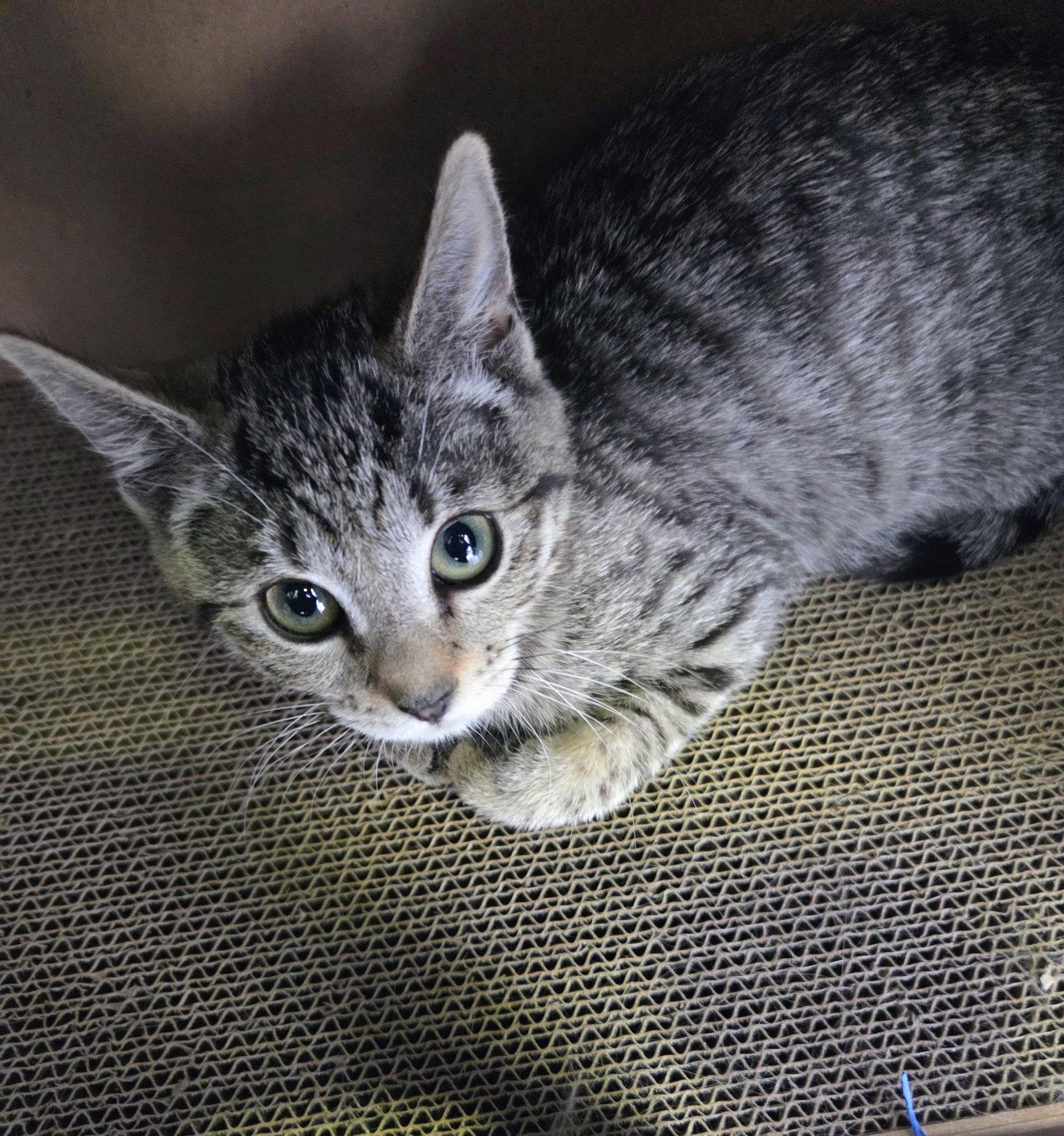 Aurora Kitten, a Adoptable Domestic Short Hair in Allentown, PA image 3/3