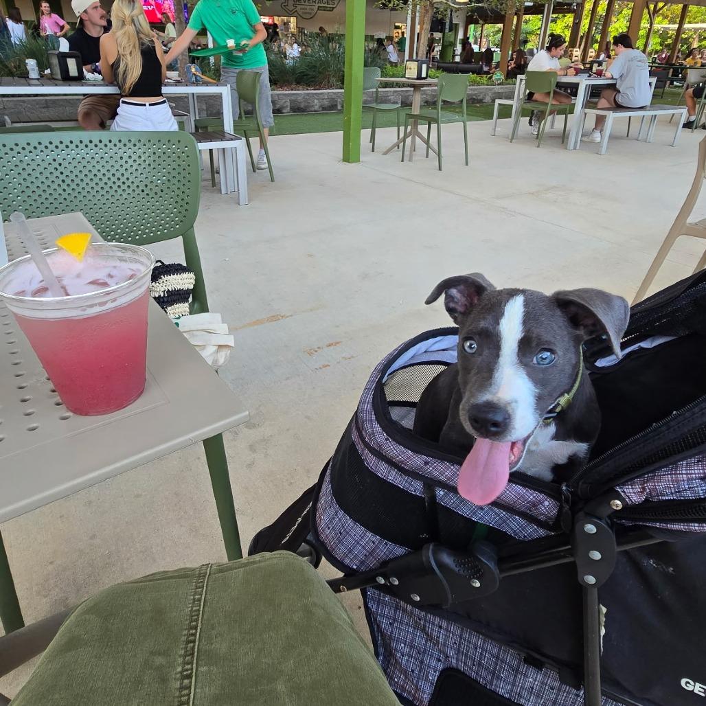 Baby Beluga, Adoptable, Puppy Male Pit Bull Terrier & Mixed Breed.