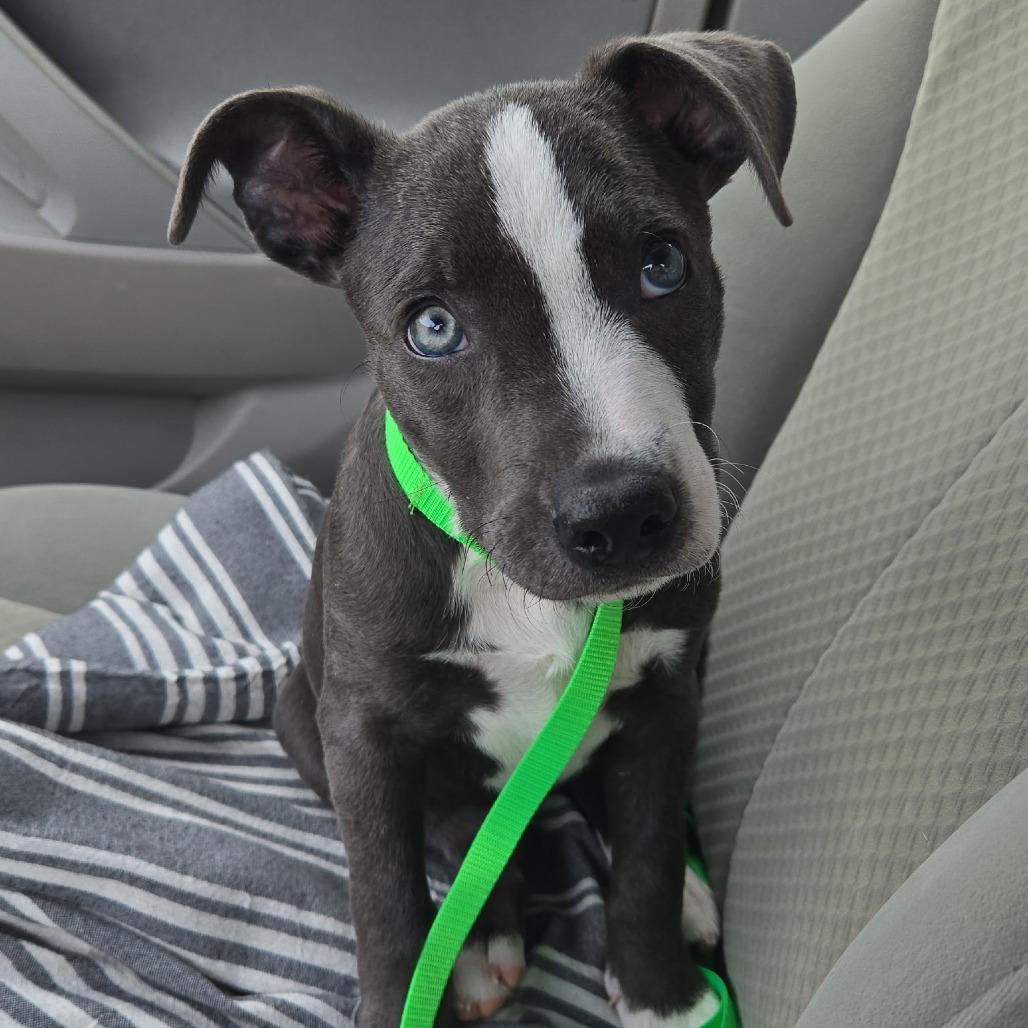 Enlarge Baby Beluga, a Adoptable mixed breed in Fayetteville, AR image 2/6