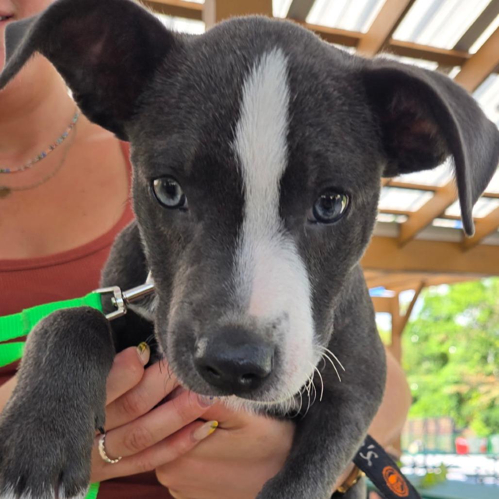 Enlarge Baby Beluga, a Adoptable mixed breed in Fayetteville, AR image 4/6