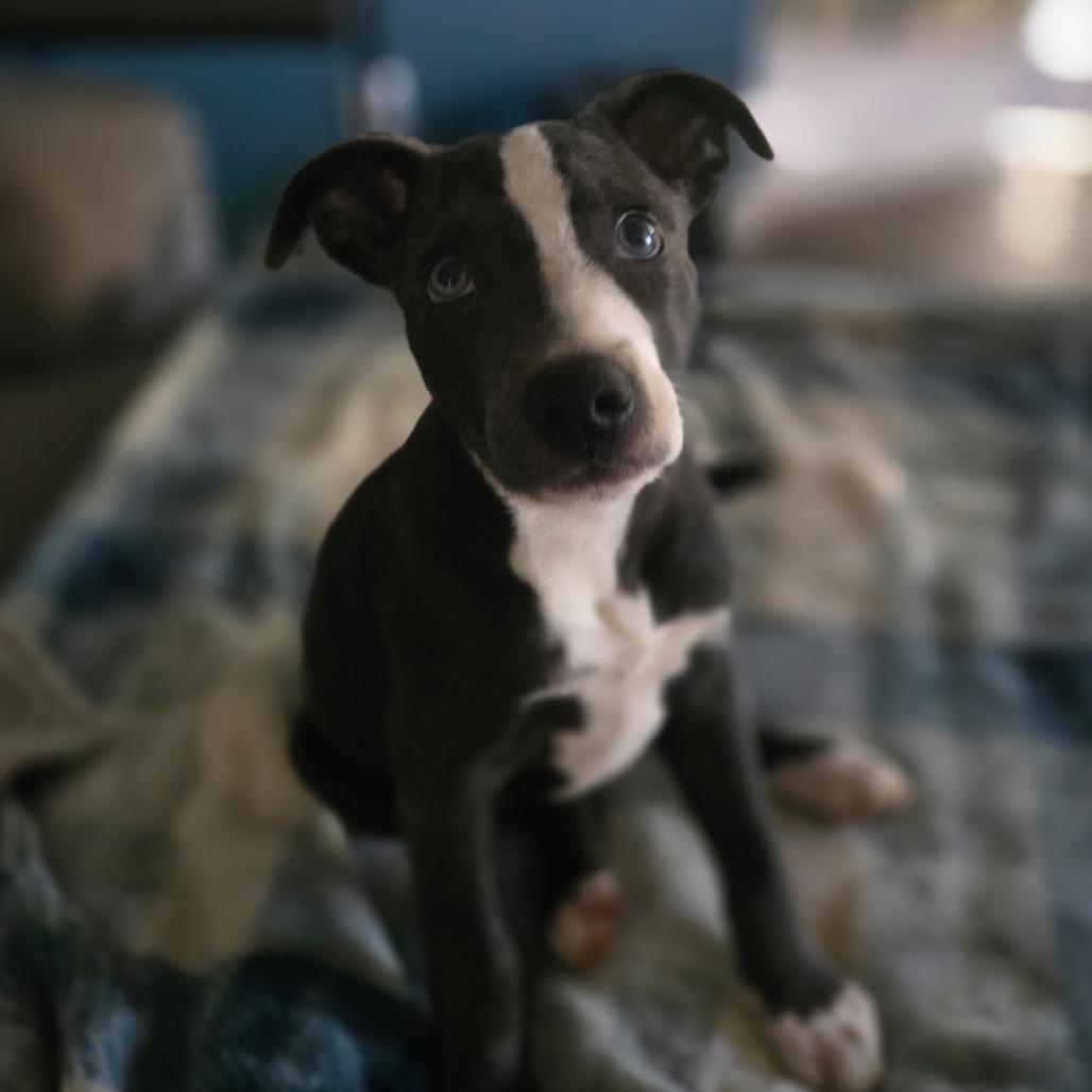 Enlarge Baby Beluga, a Adoptable mixed breed in Fayetteville, AR image 6/6