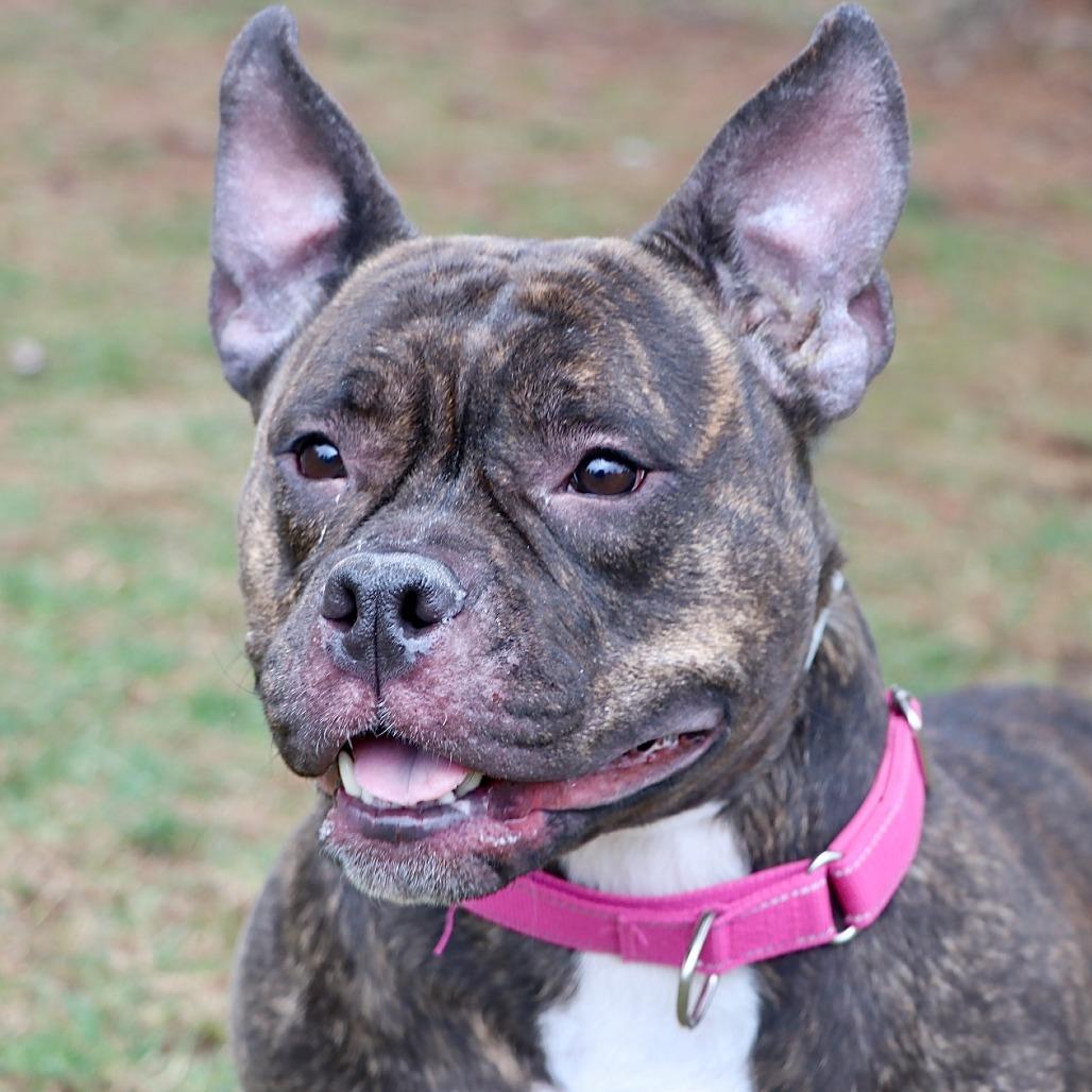 Enlarge Kali, a Adoptable Mixed Breed in Allentown, PA image 3/3