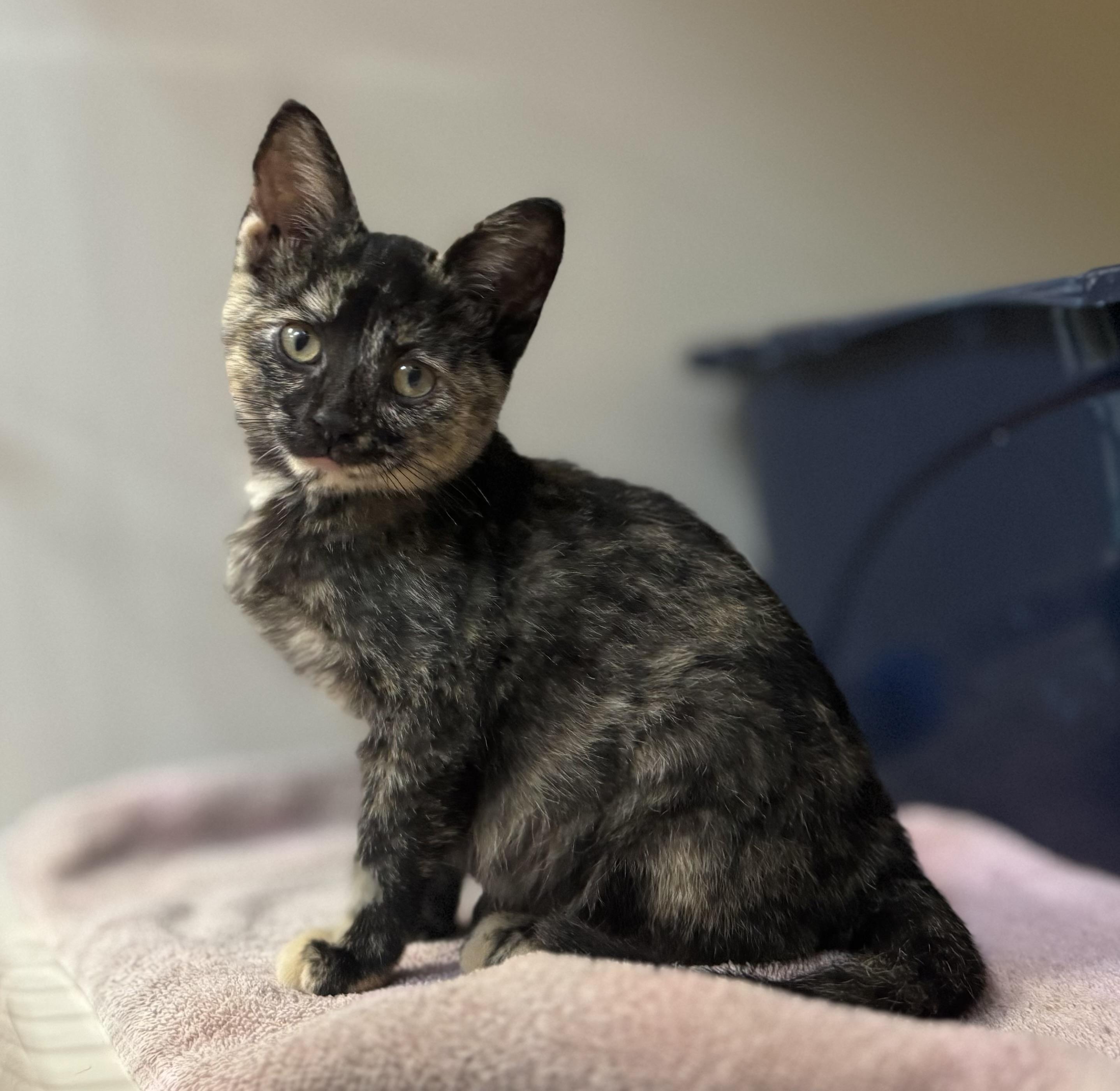 Enlarge Twix, a Adoptable Domestic Short Hair in Tomah, WI image 3/4