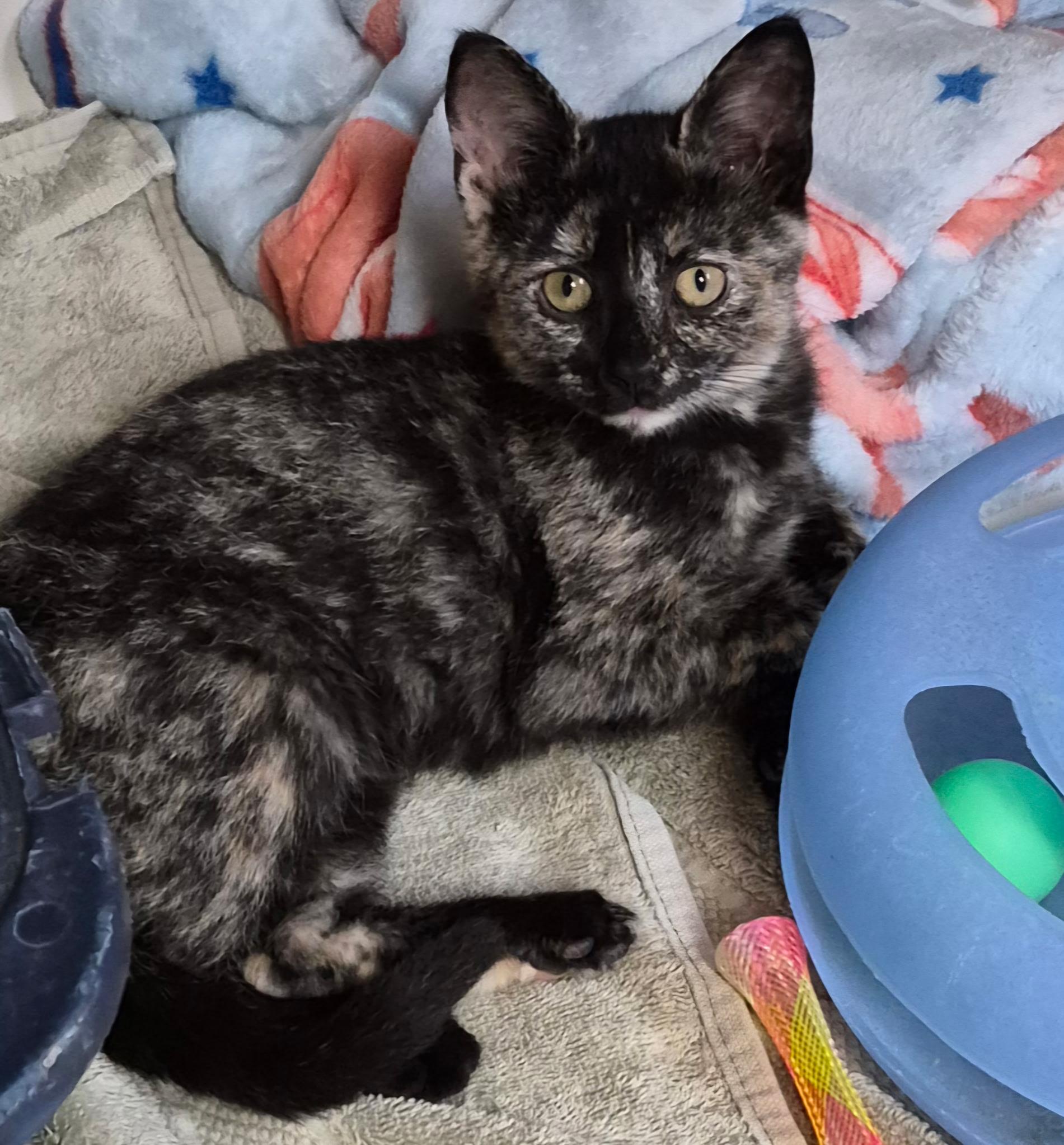 Enlarge Twix, a Adoptable Domestic Short Hair in Tomah, WI image 2/4
